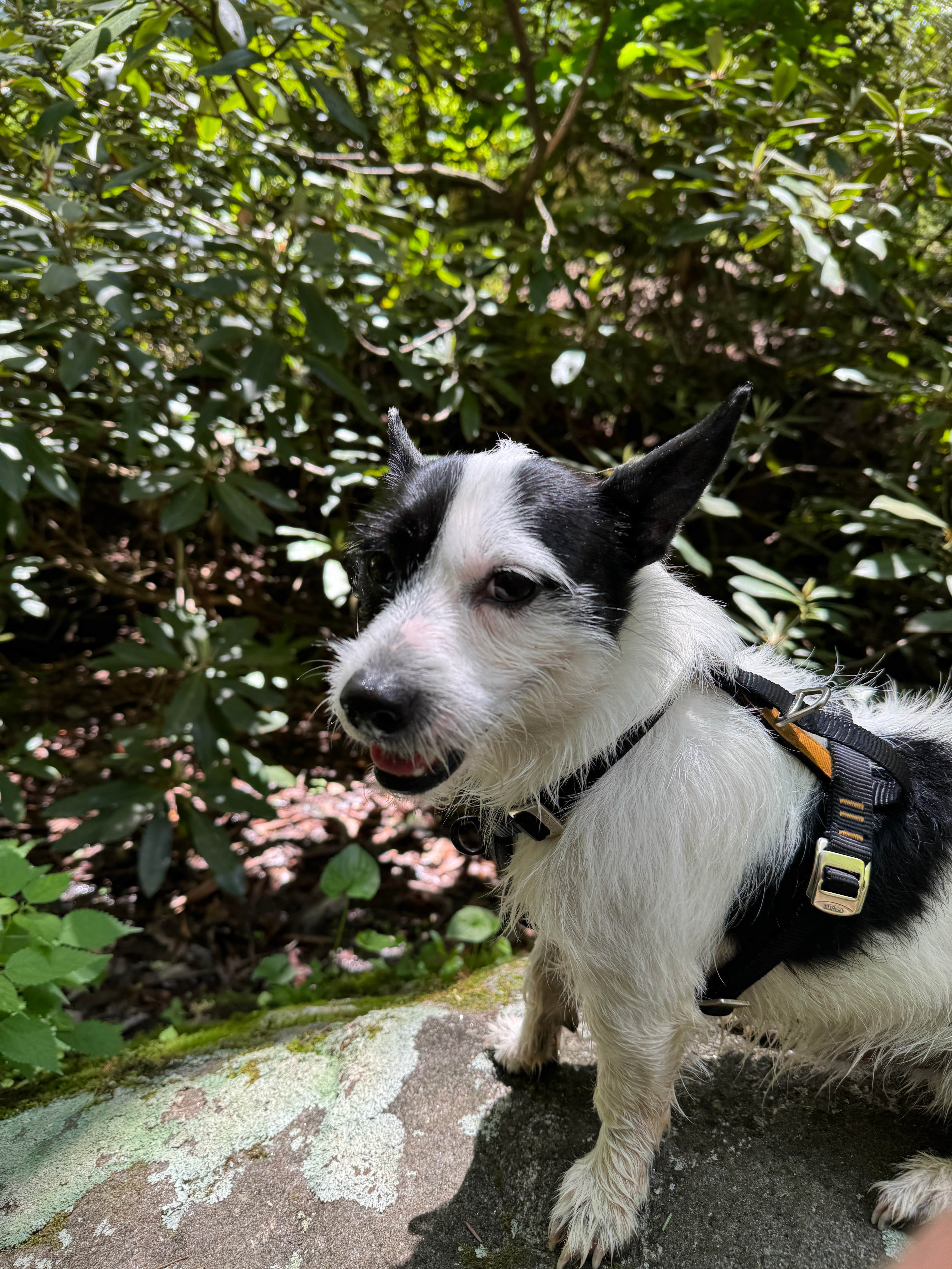 rhett T.'s photo of camping with pets at Sarah's Creek Campground (Clayton, Ga) — Chattahoochee Oconee National Forest near Tiger, GA