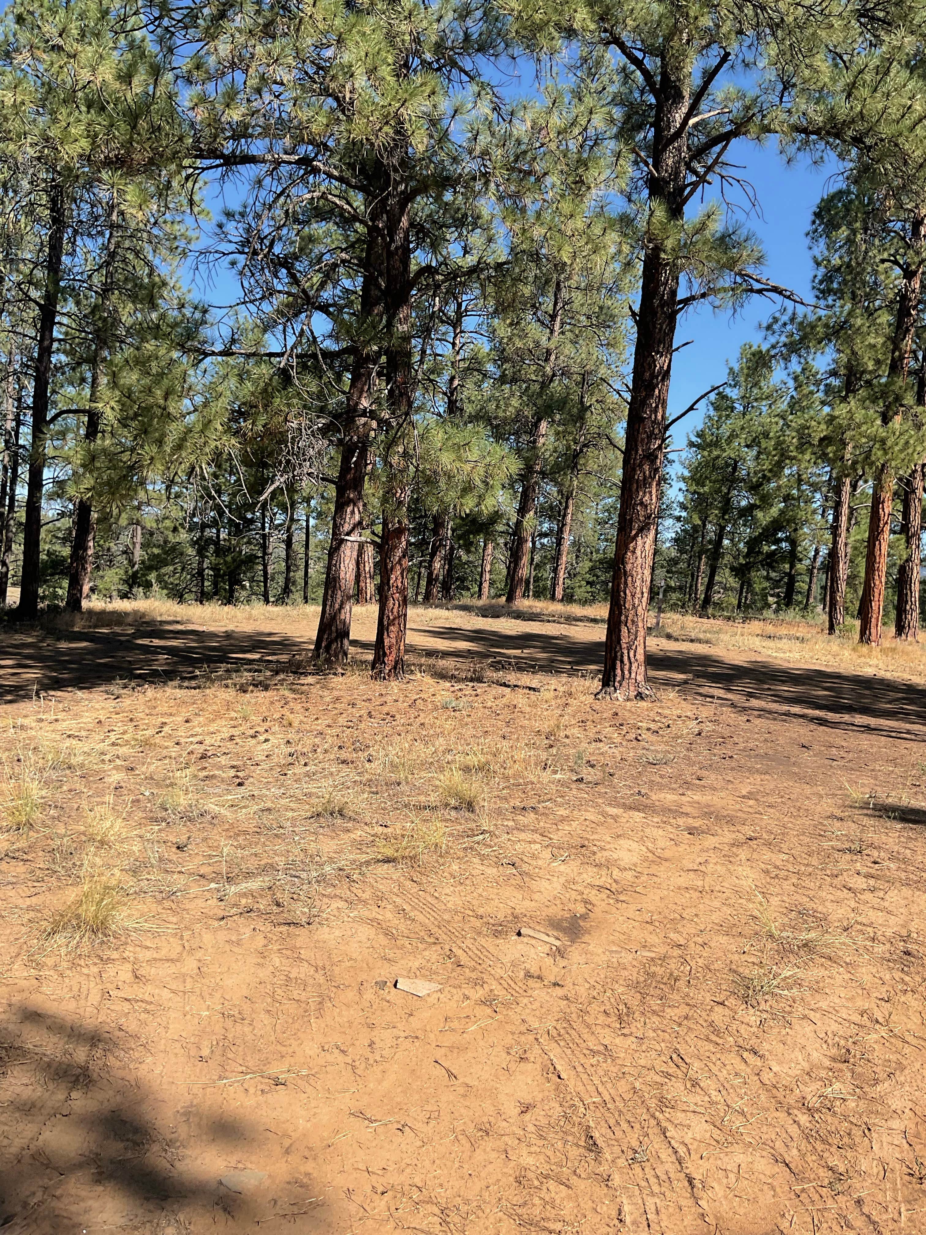 Camping near Lower Piedra Campground: Saul’s Creek Campground, Bayfield, Colorado
