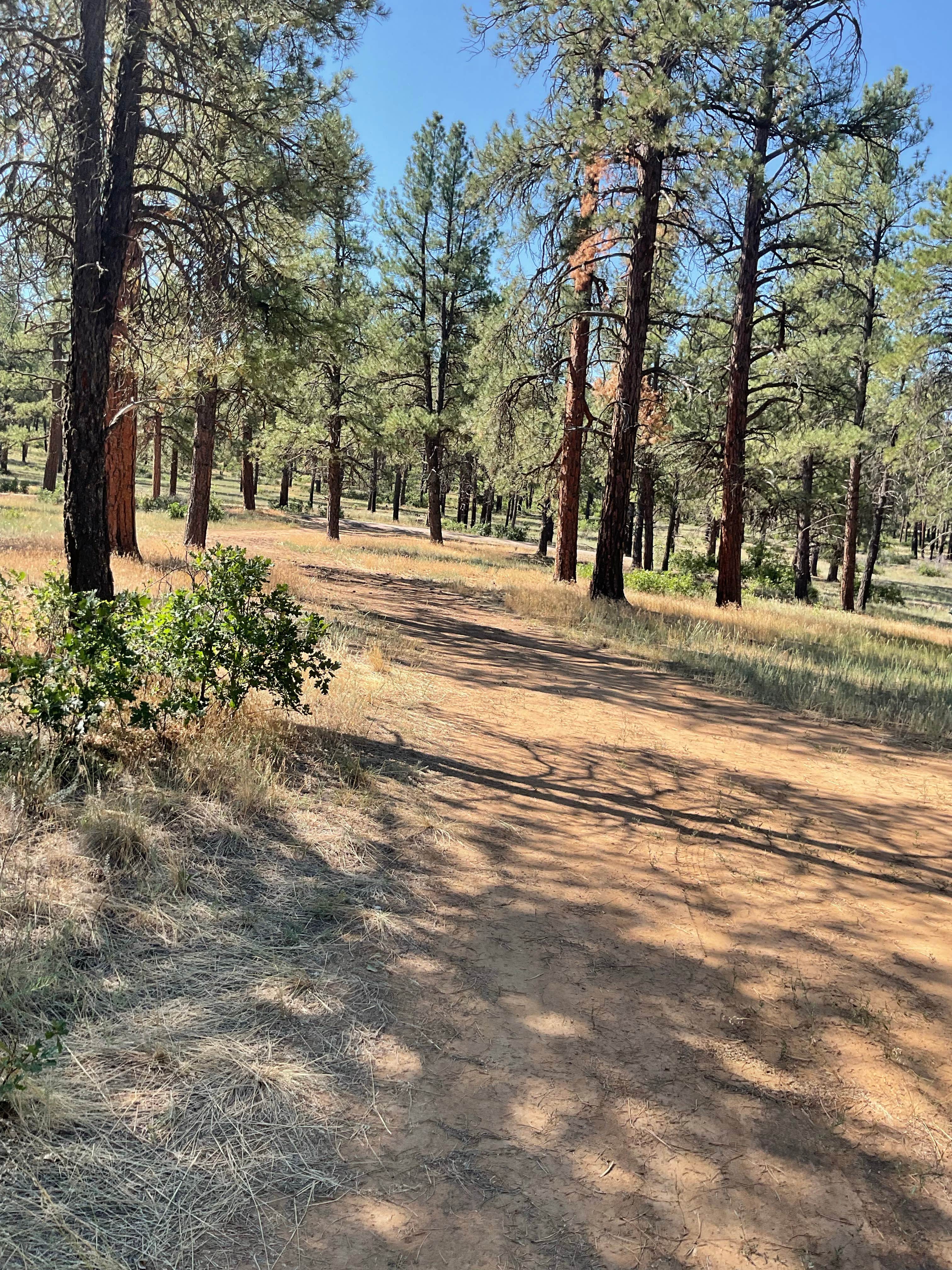 Camper-submitted photo at Saul’s Creek Campground near Bayfield, CO
