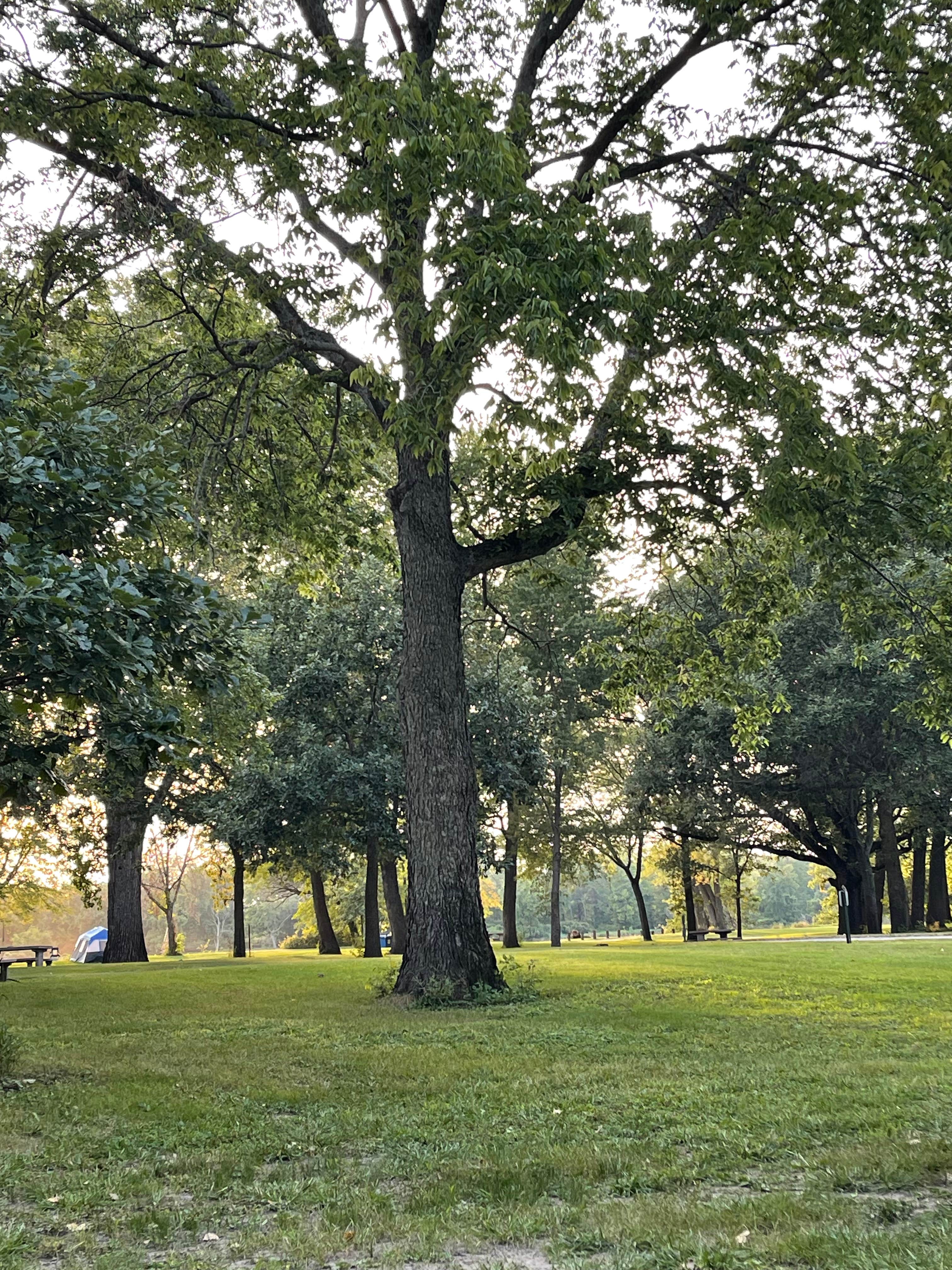 Camper-submitted photo at Saulsbury Bridge Rec Area - Cedar River Campground near West Liberty, IA