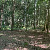 Review photo of Savage River State Forest by Veronica S., June 28, 2025