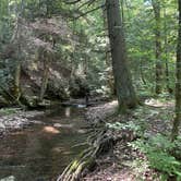 Review photo of Savage River State Forest by Veronica S., June 28, 2025