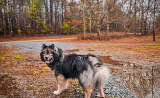 Sierra Y.'s photo of camping with pets at Sawmill Lake Campsite near Rising Fawn, GA