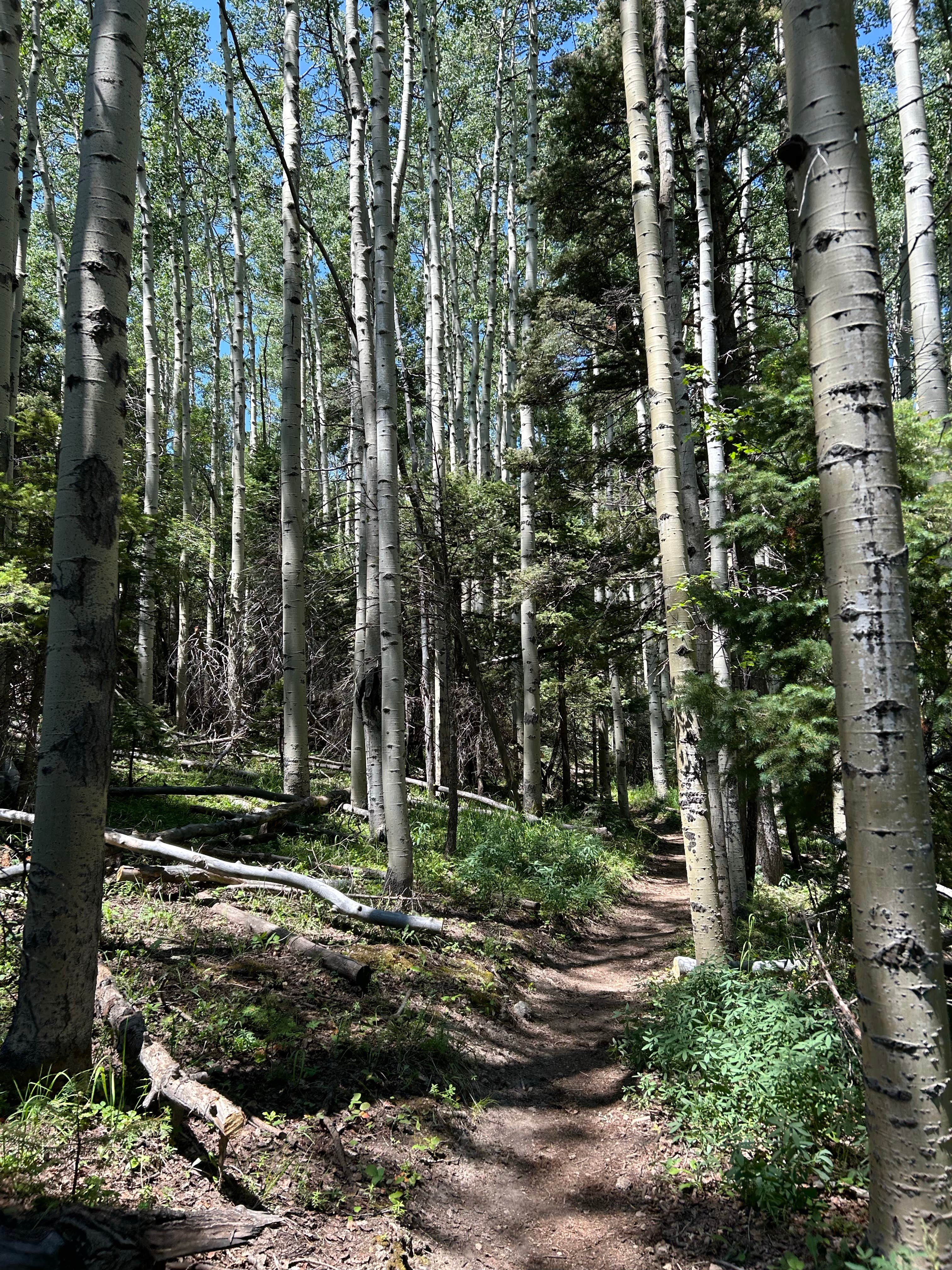 Camper submitted image from Sawmill - 4