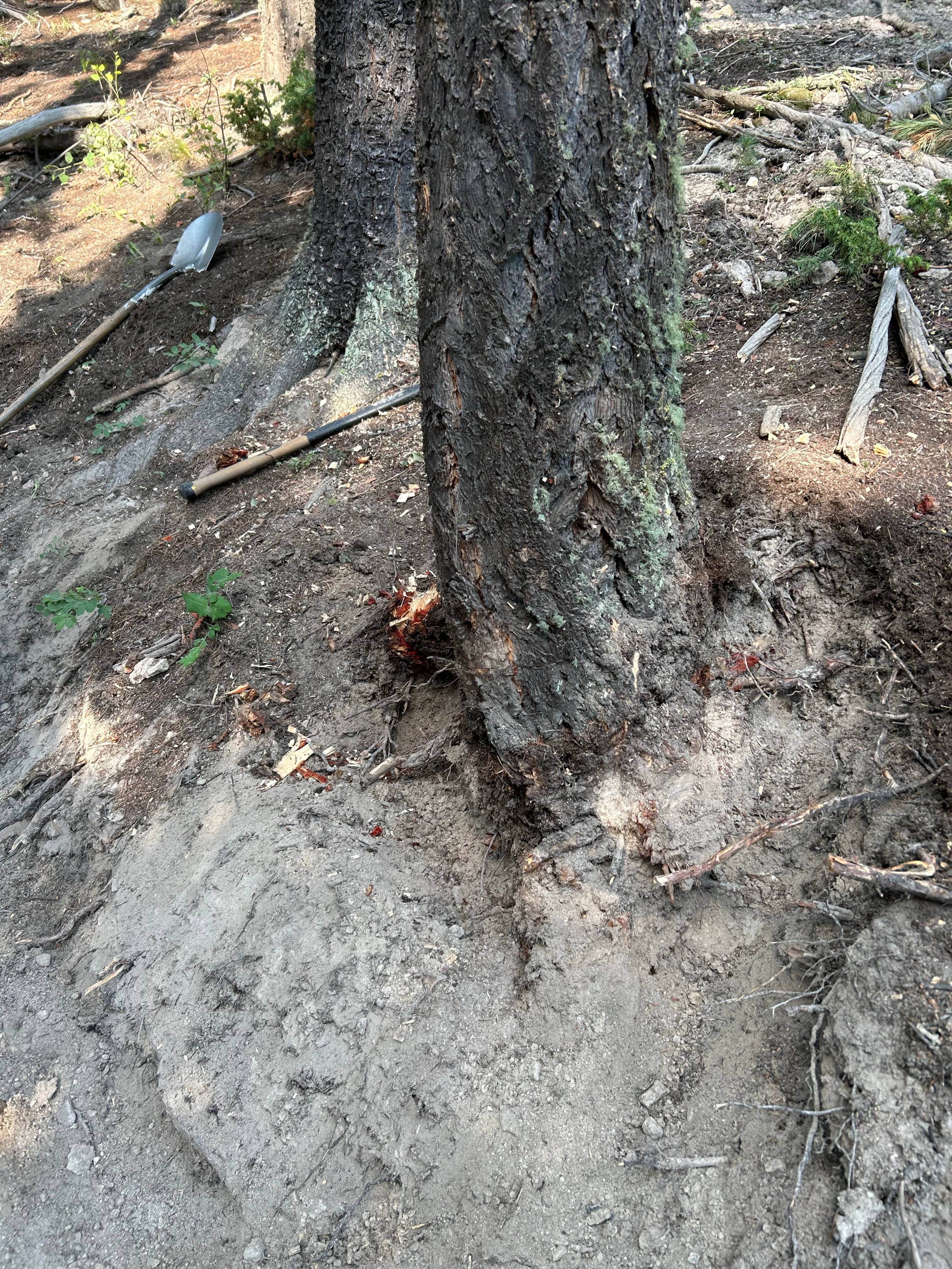 Camper submitted image from Sawmill - 1