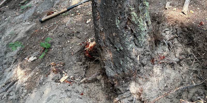 Camper submitted image from Sawmill