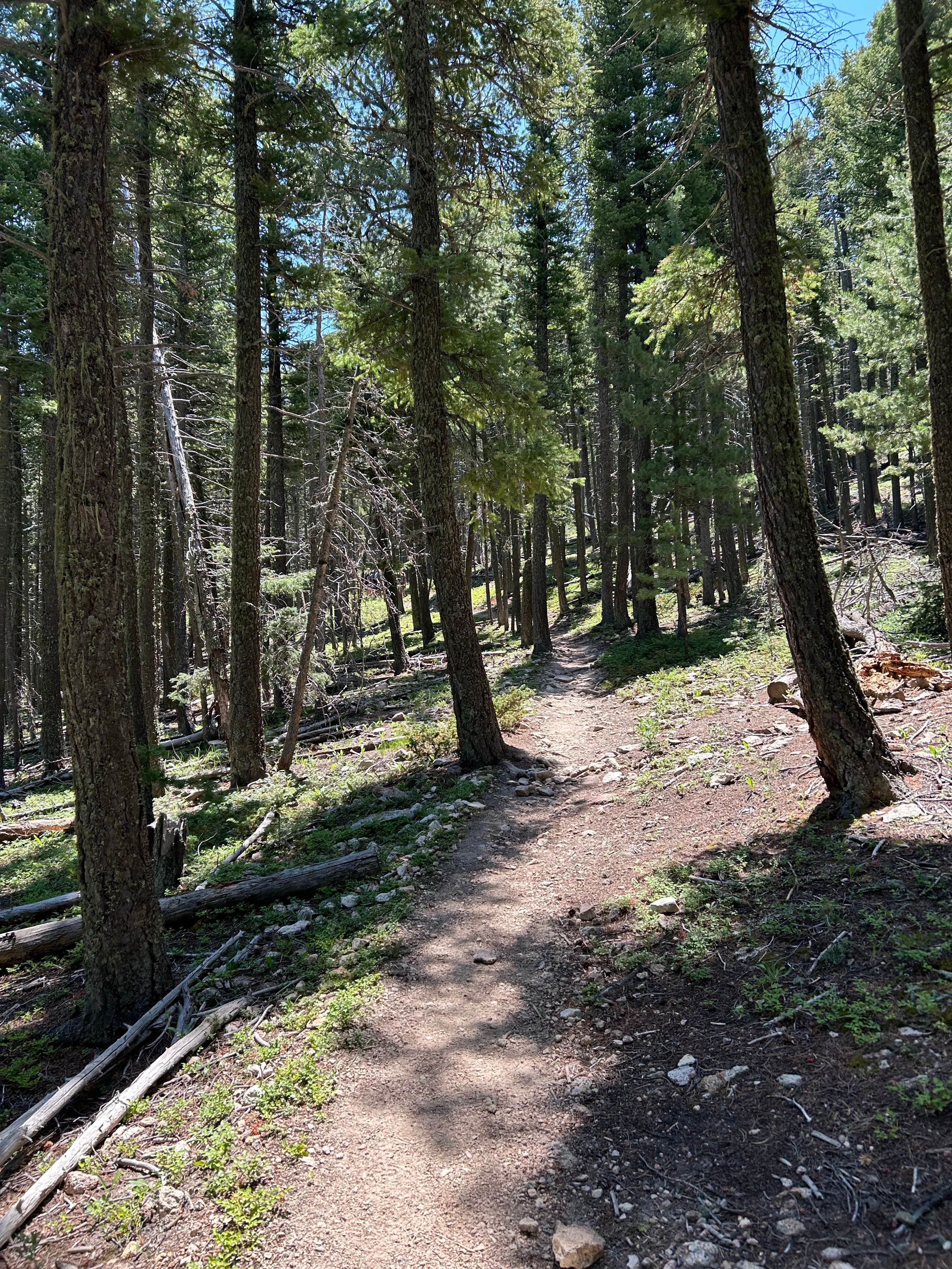 Camper-submitted photo at Sawmill near Ocate, NM