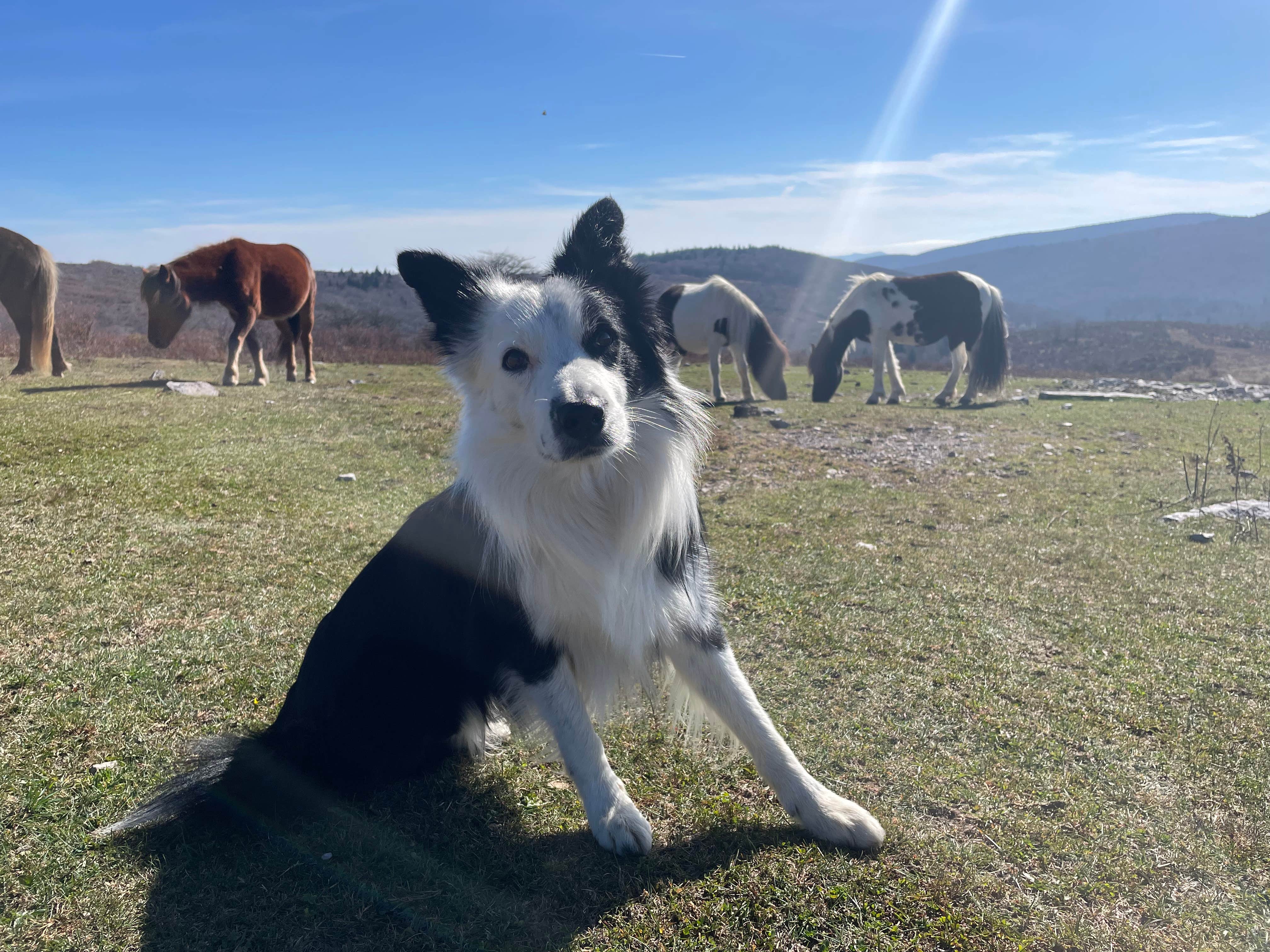 Camper-submitted photo at Scales Trailhead Basecamp near Hays, NC
