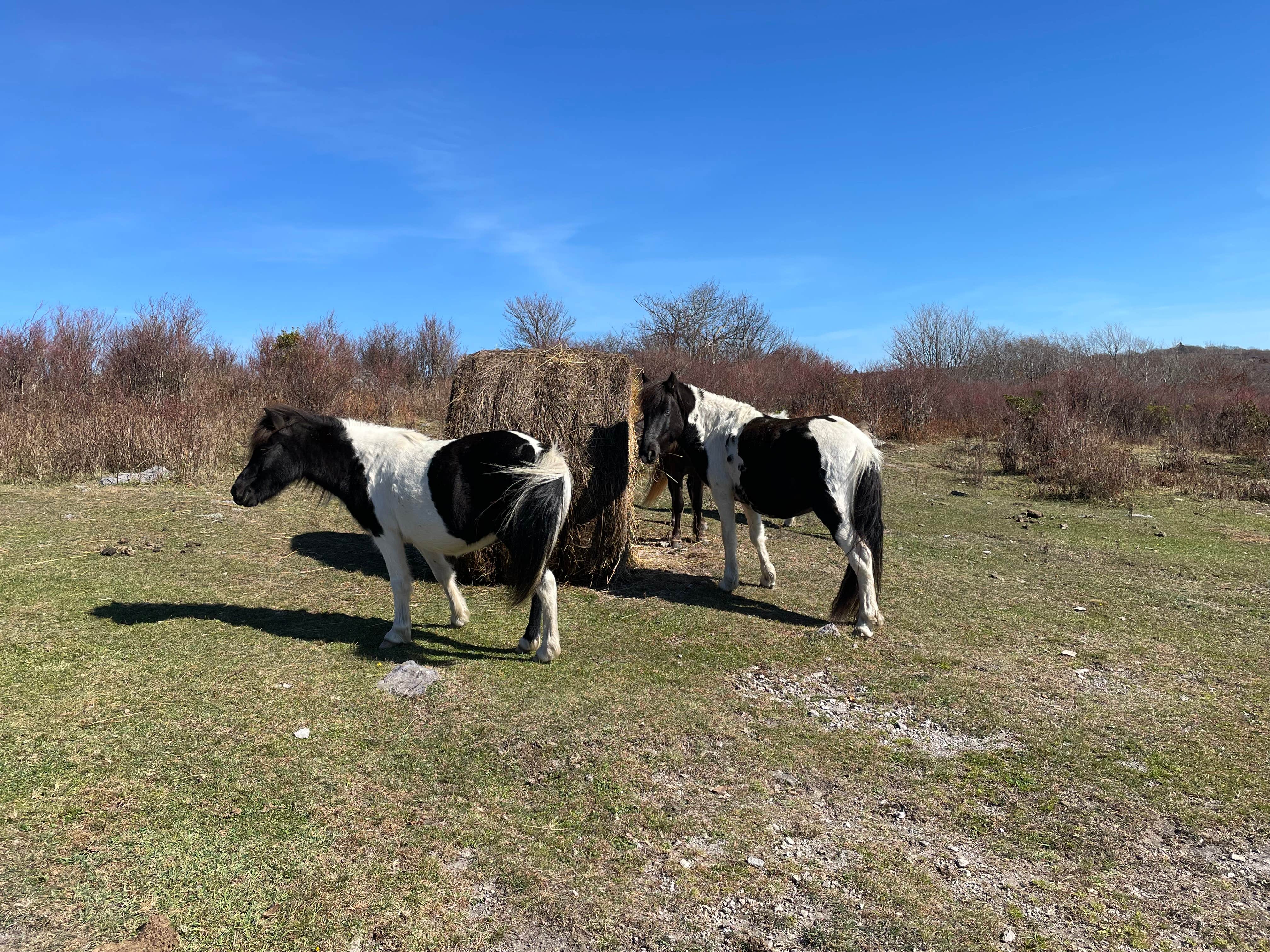Camper-submitted photo at Scales Trailhead Basecamp near Hays, NC