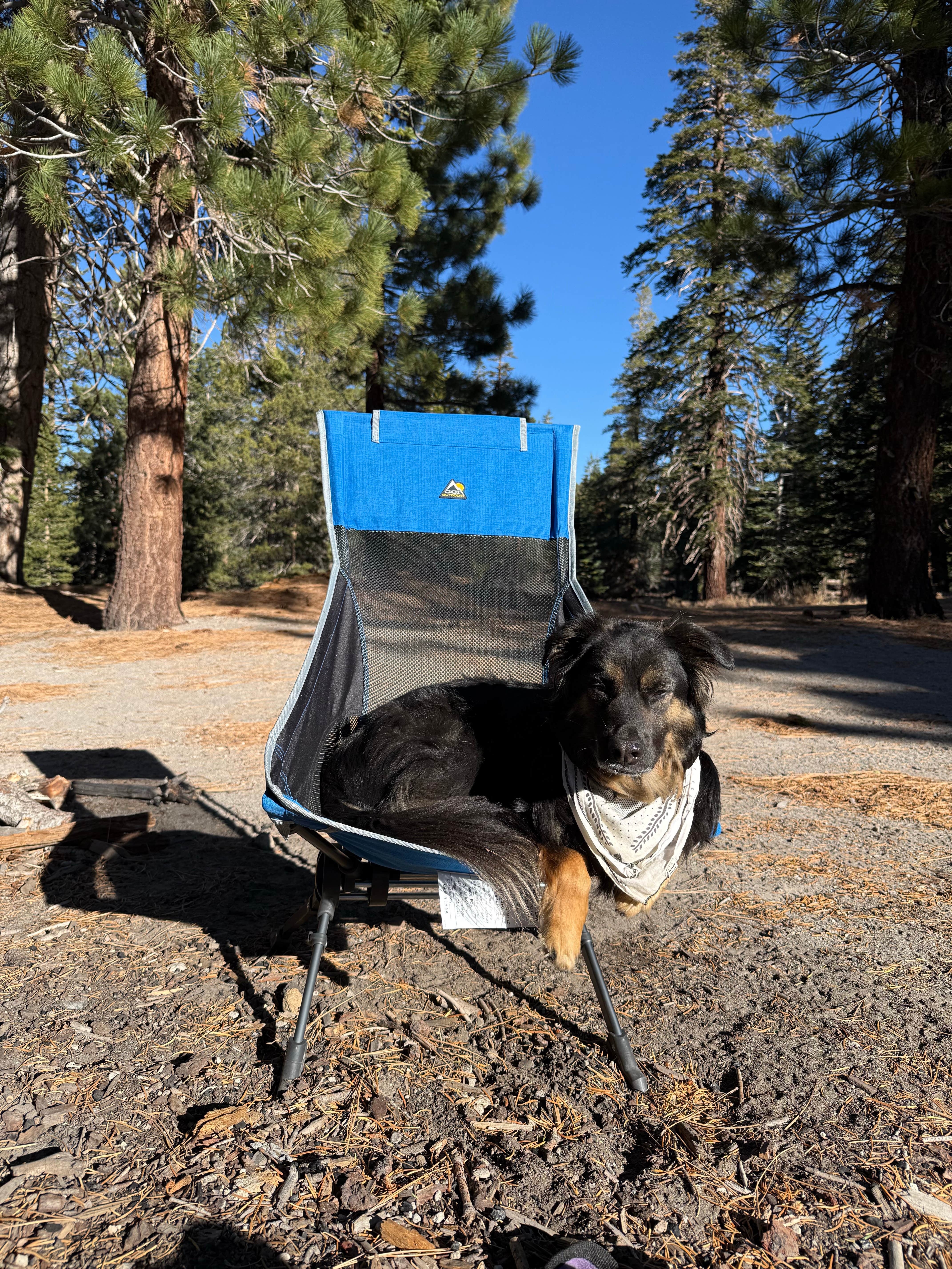 Anna R.'s photo of camping with pets at Scenic Loop Dispersed Camping - Eastside near Inyo National Forest