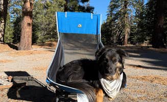 Anna R.'s photo of camping with pets at Scenic Loop Dispersed Camping - Eastside near Devils Postpile National Monument