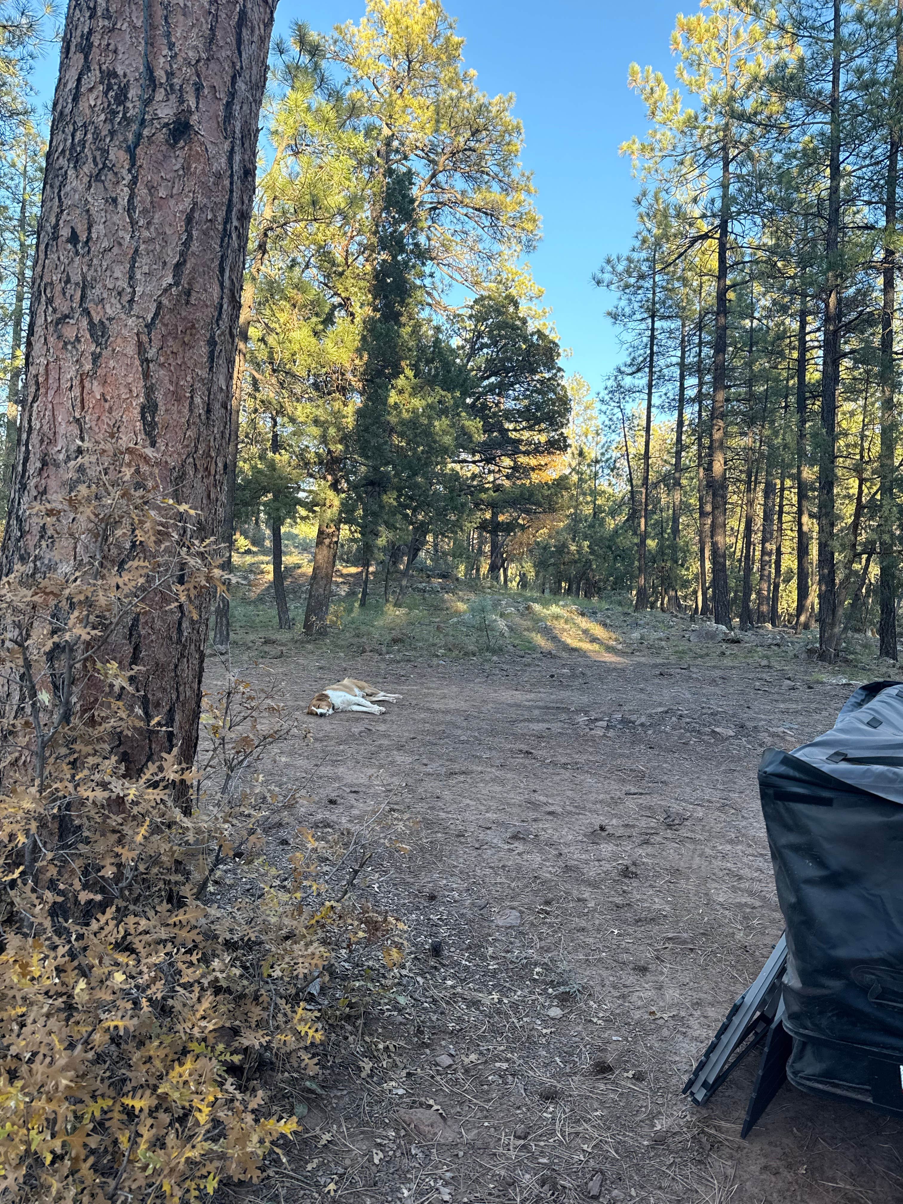 Brenda H.'s photo at Schnebly Hill Rd, Fox Borough Dam near Coconino National Forest