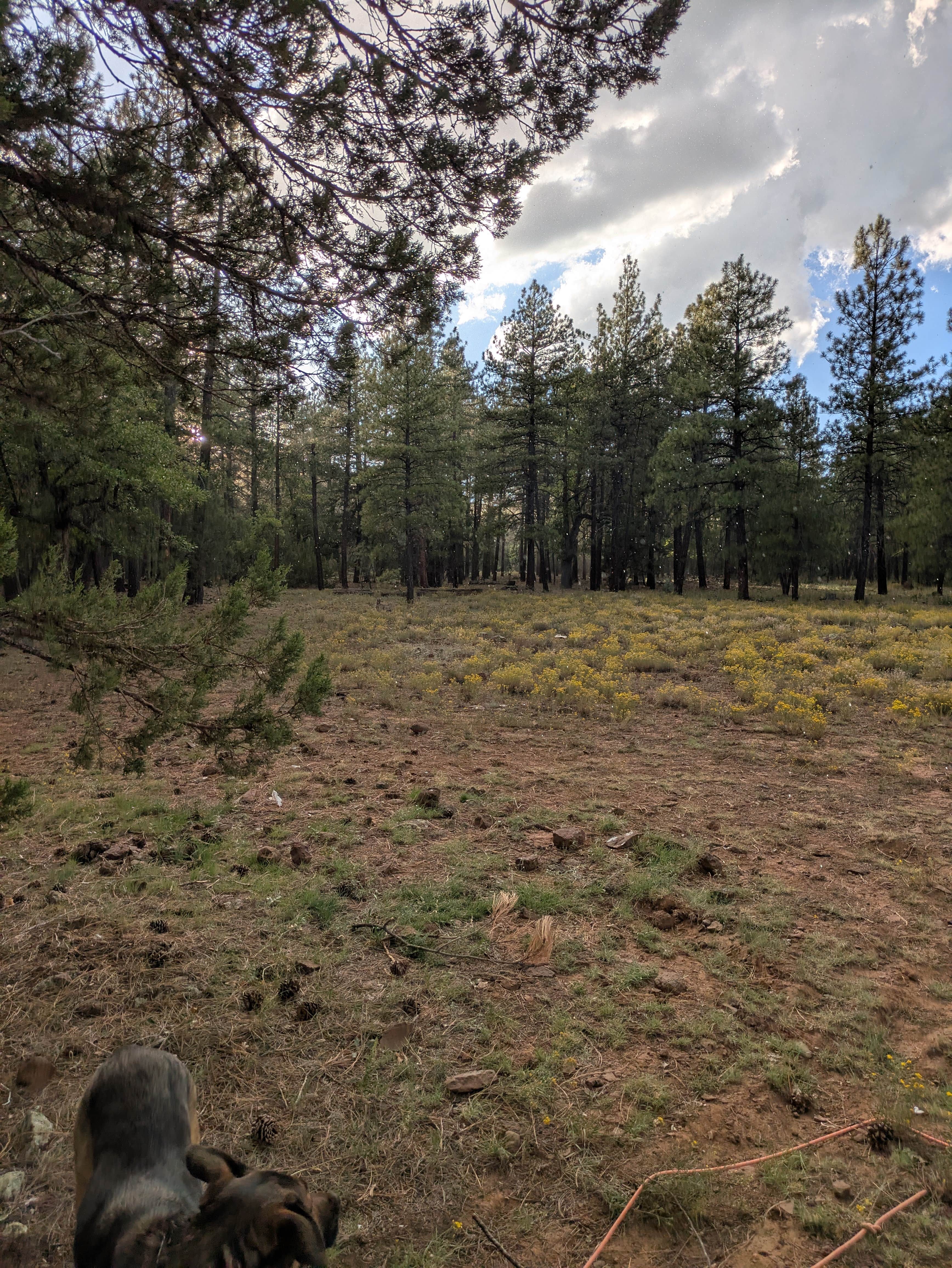 Haley S.'s photo of camping with pets at Schnebly Hill Rd, Fox Borough Dam near Sedona, AZ