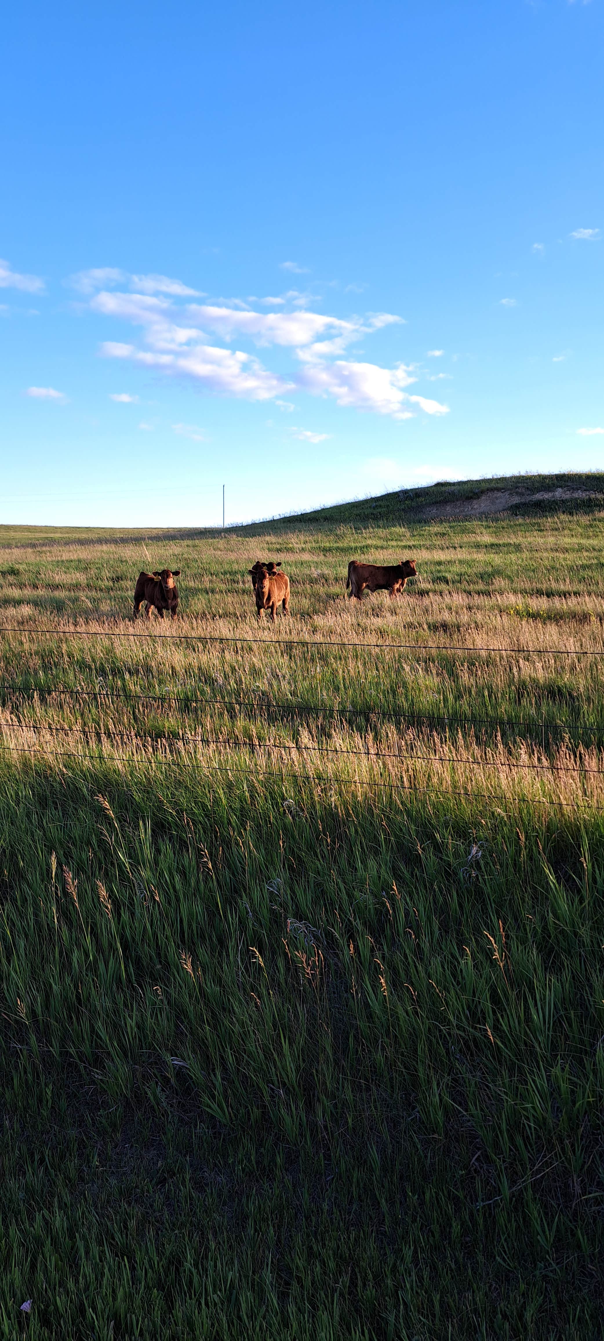 Camping near Westside Trailer Park: BLM Schnell Recreation Area, Dickinson, North Dakota