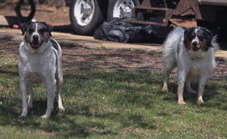 Tammy S.'s photo of camping with pets at Scissortail Campground near Oklahoma City, OK