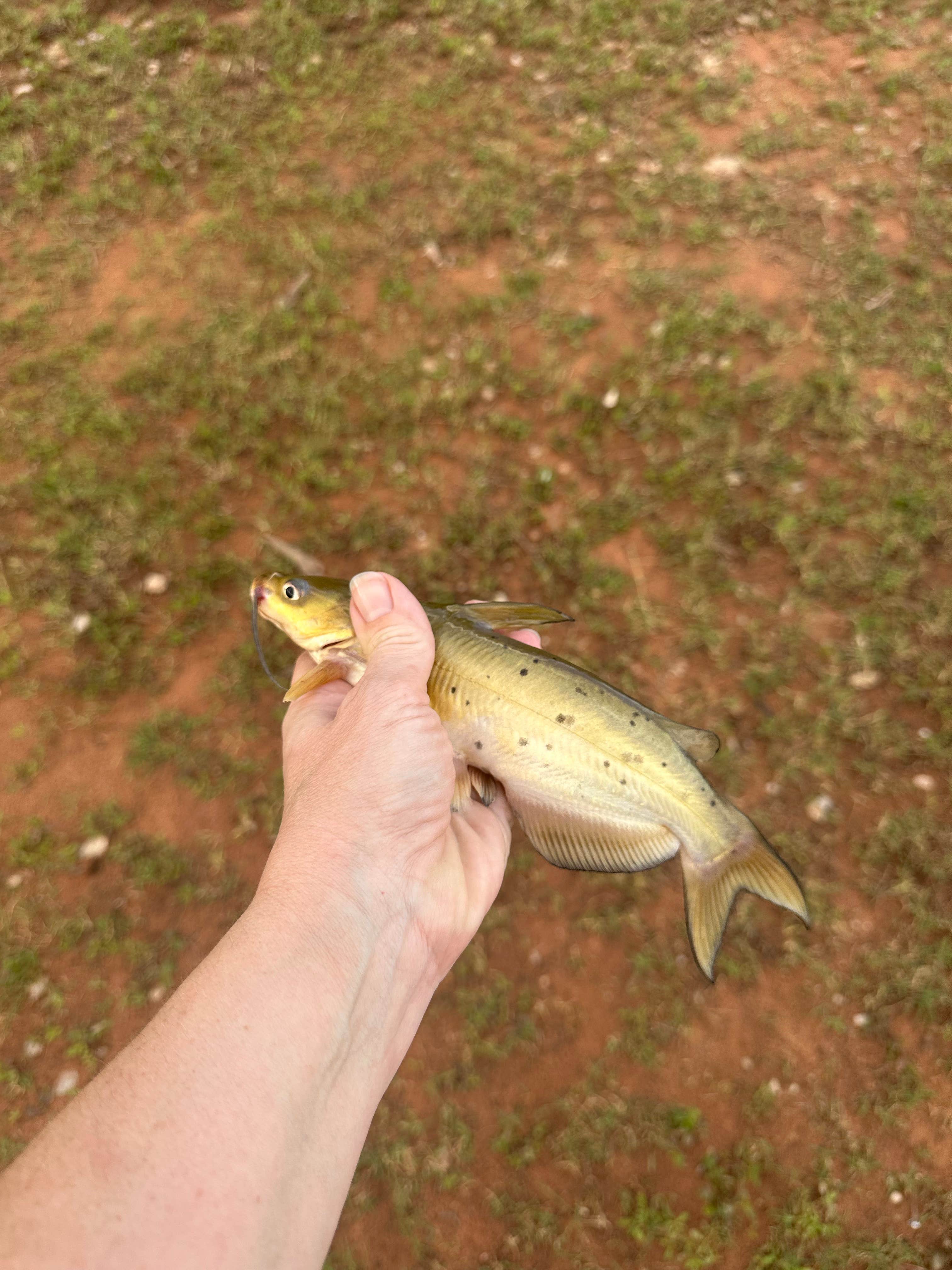Camper-submitted photo at Scissortail Campground near Oklahoma City, OK