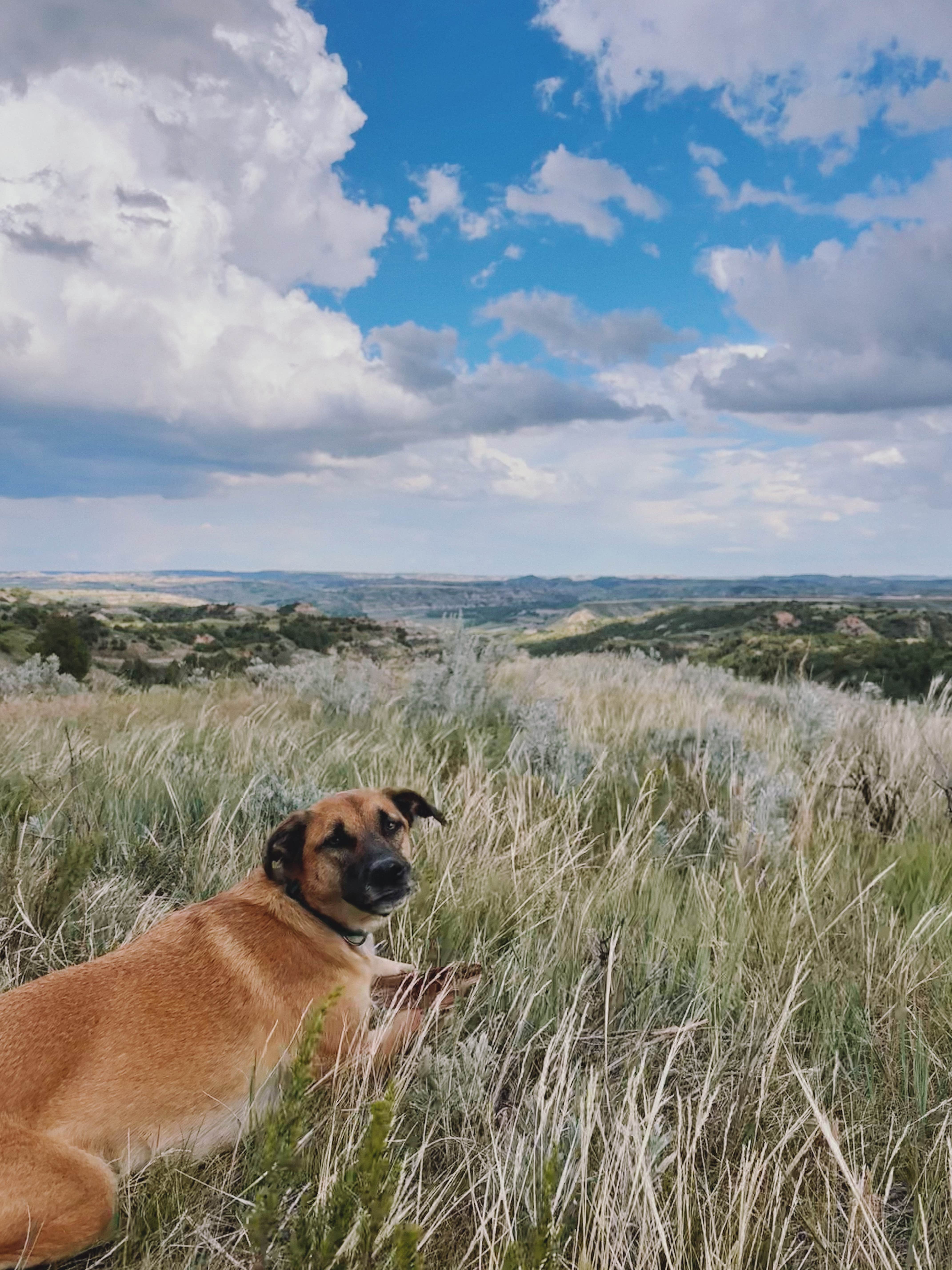 Ellery K.'s photo of camping with pets at Dispersed Site - Grassland Boondocking near Fairfield, ND