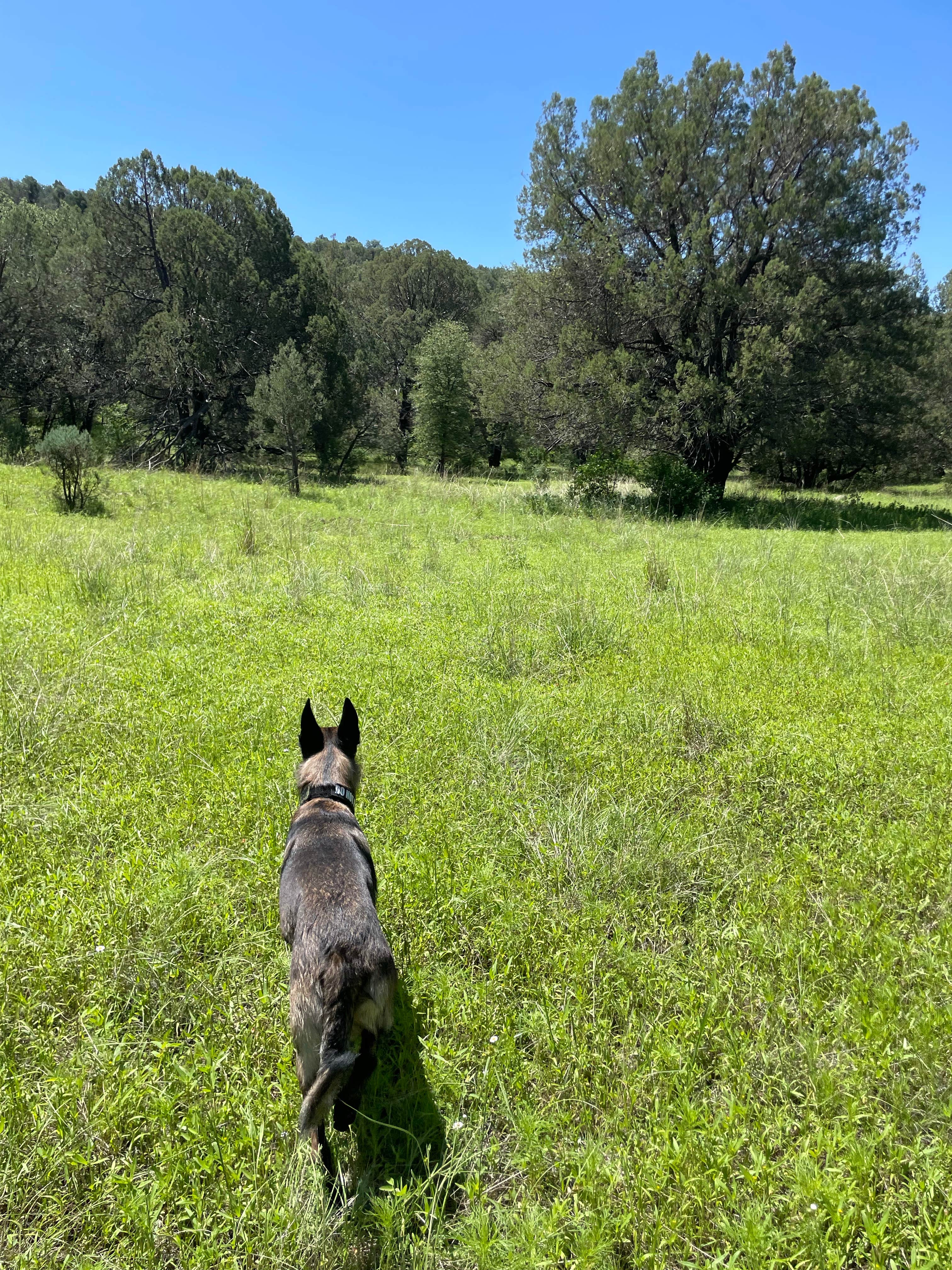 Camper submitted image from Scotia Canyon - Coronado National Forest - 1