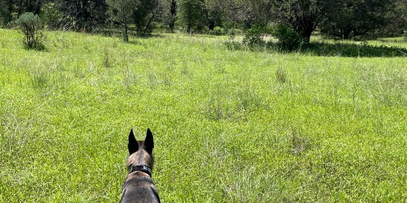 Camper submitted image from Scotia Canyon - Coronado National Forest
