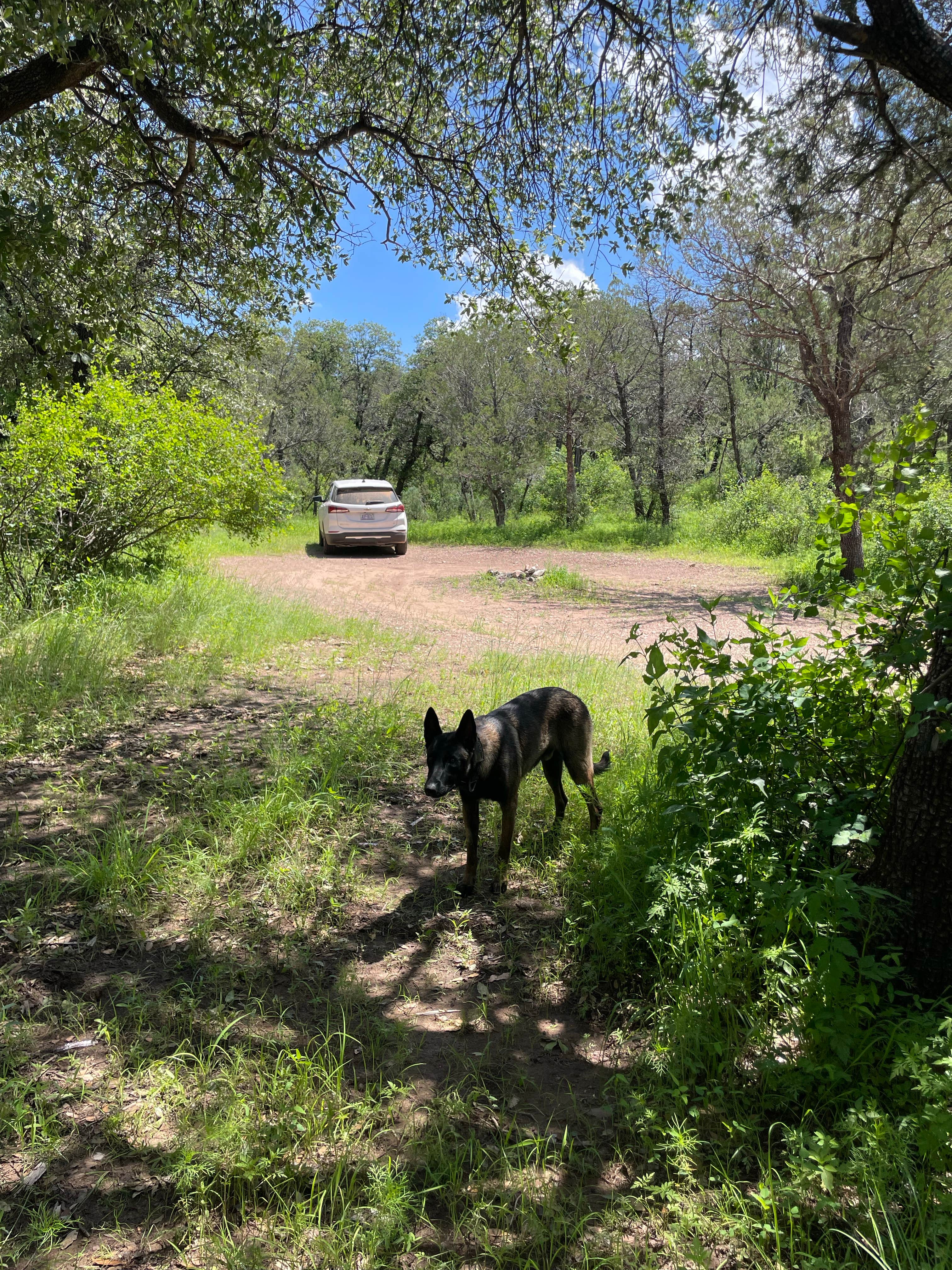 Camper submitted image from Scotia Canyon - Coronado National Forest - 4