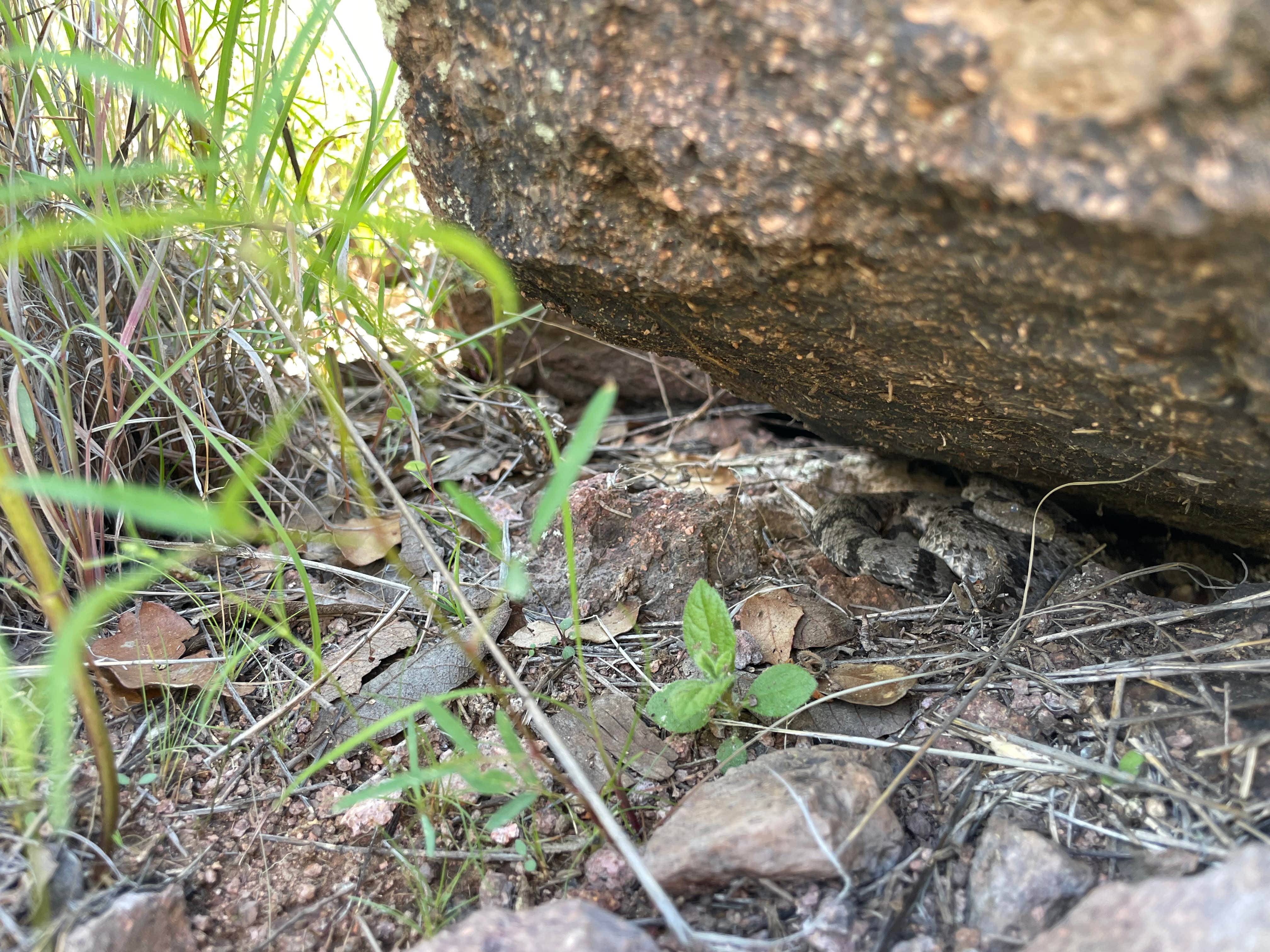 Camper submitted image from Scotia Canyon - Coronado National Forest - 3