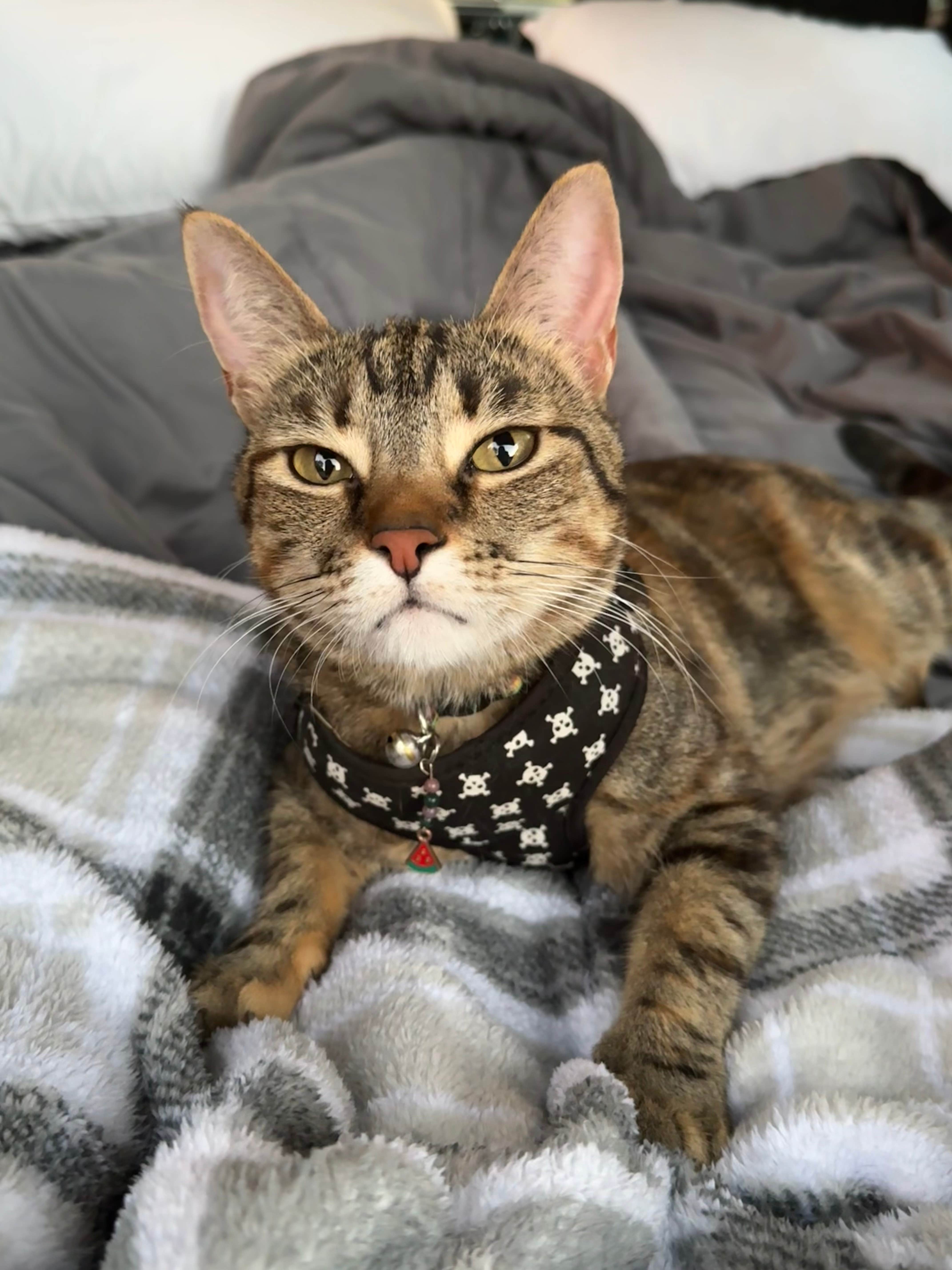 Cass G.'s photo of camping with pets at Scotia Canyon - Coronado National Forest near Sonoita, AZ