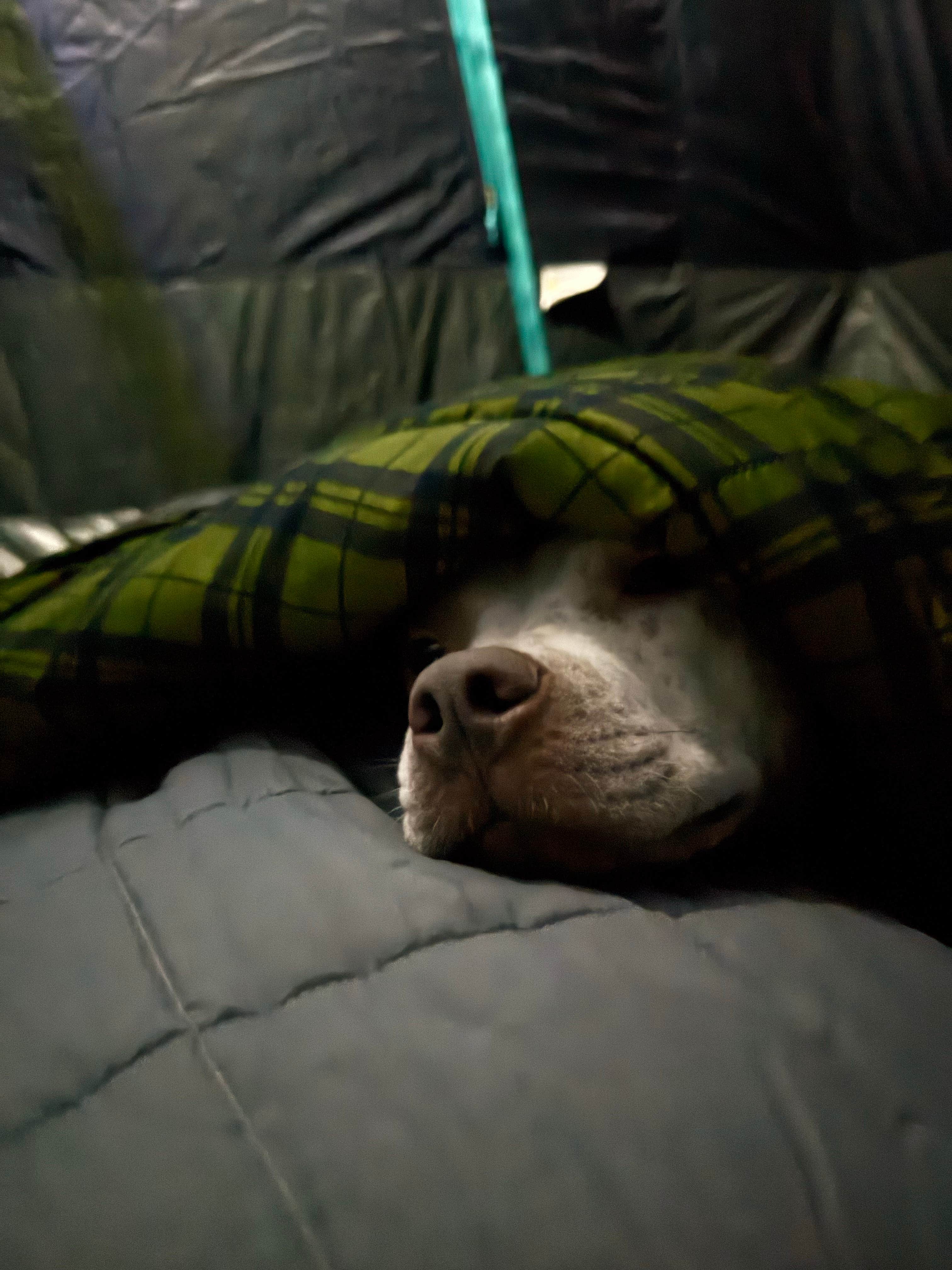 Rey R.'s photo of camping with pets at Thousand Trails Seaside near Astoria, OR