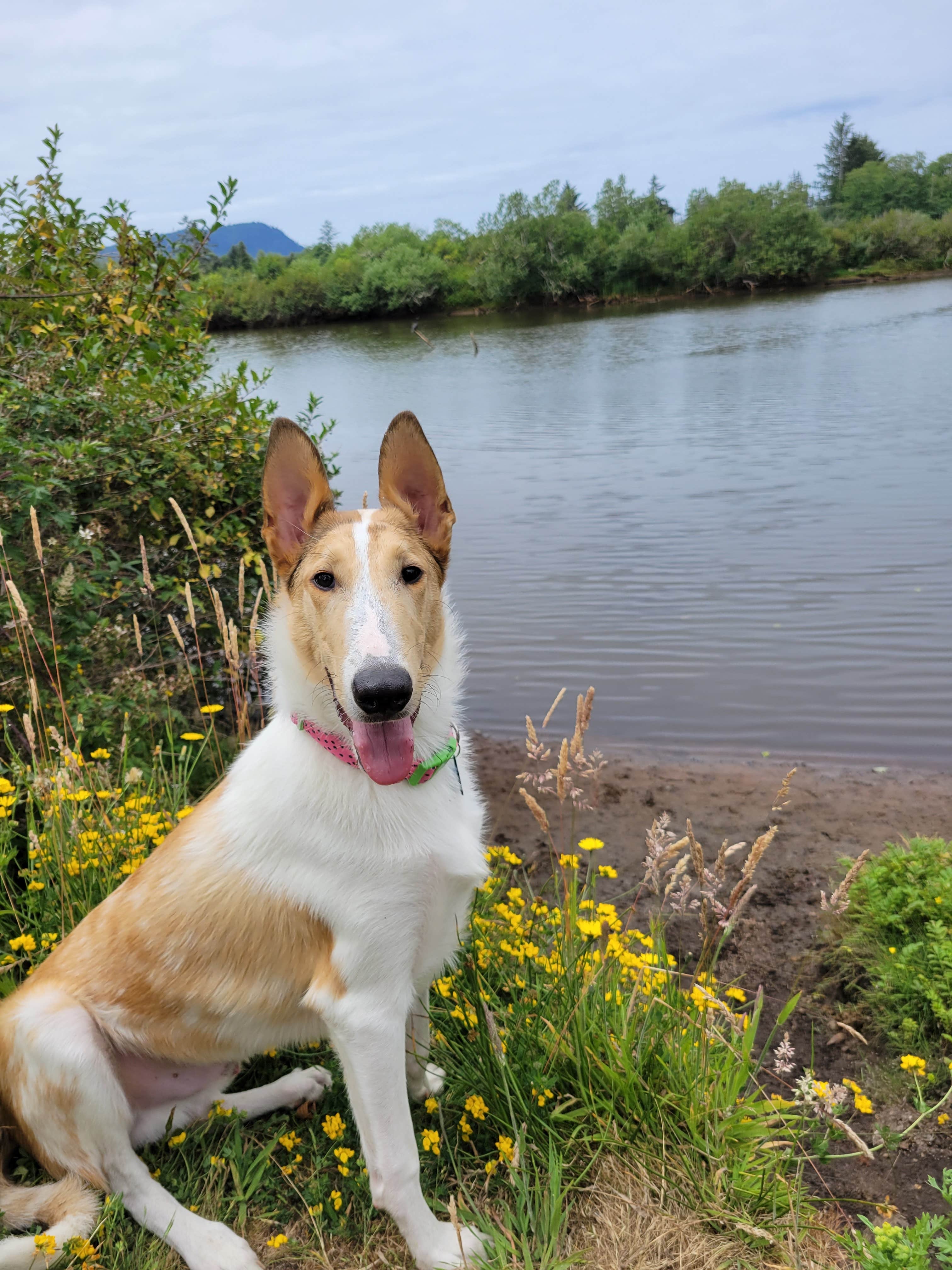 Alix J.'s photo of camping with pets at Thousand Trails Seaside near Cathlamet, WA