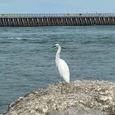 Review photo of Sebastian Inlet State Park Campground by Michelle M., March 4, 2025