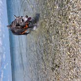Review photo of Sebastian Inlet State Park Campground by Thomas B., August 12, 2026