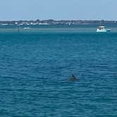 Review photo of Sebastian Inlet State Park Campground by Michelle M., March 4, 2025