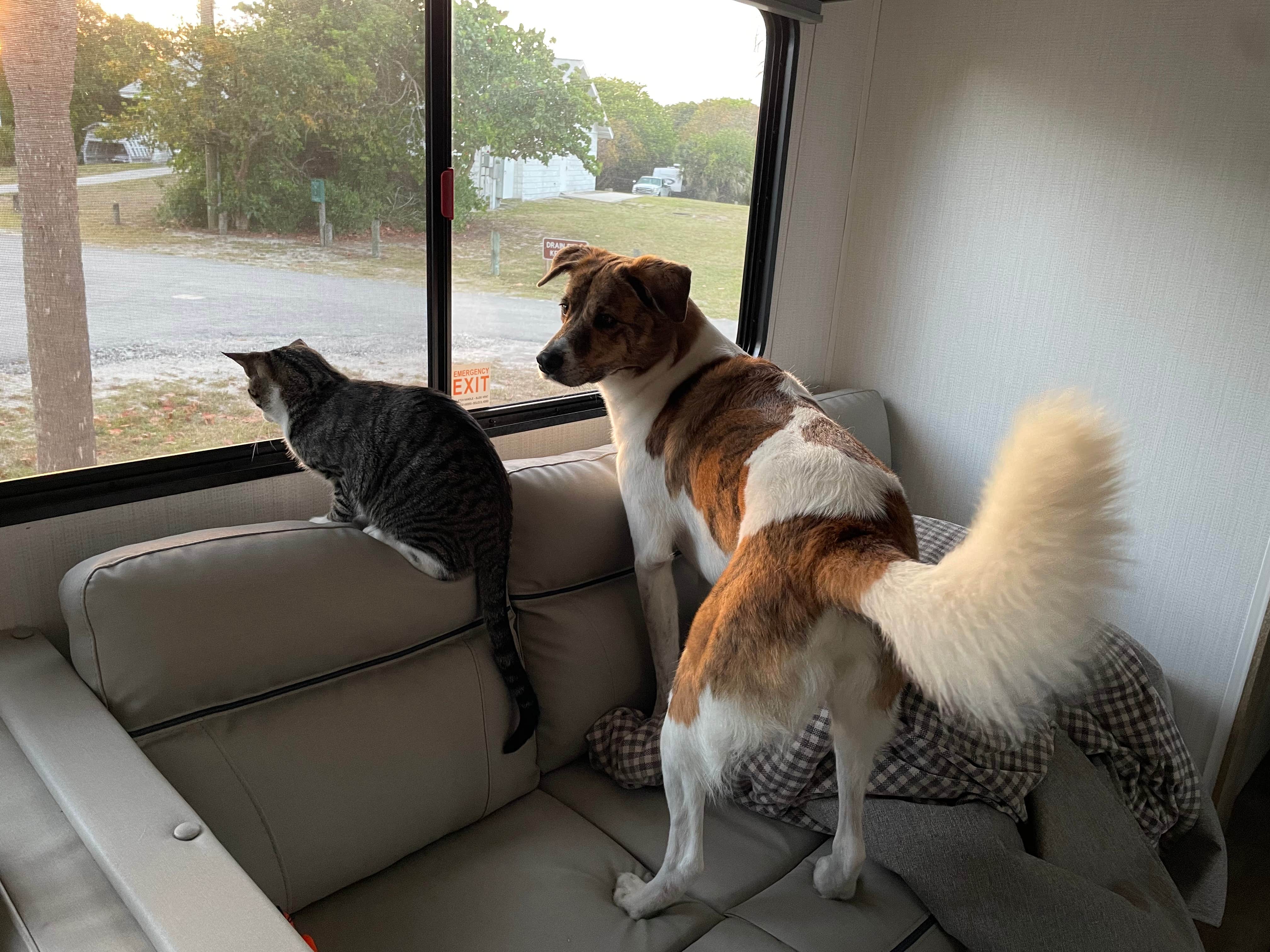Suzanne A.'s photo of camping with pets at Sebastian Inlet State Park Campground near Cape Canaveral, FL