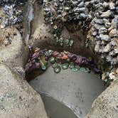 Review photo of Second Beach — Olympic National Park by Lyz F., June 18, 2026