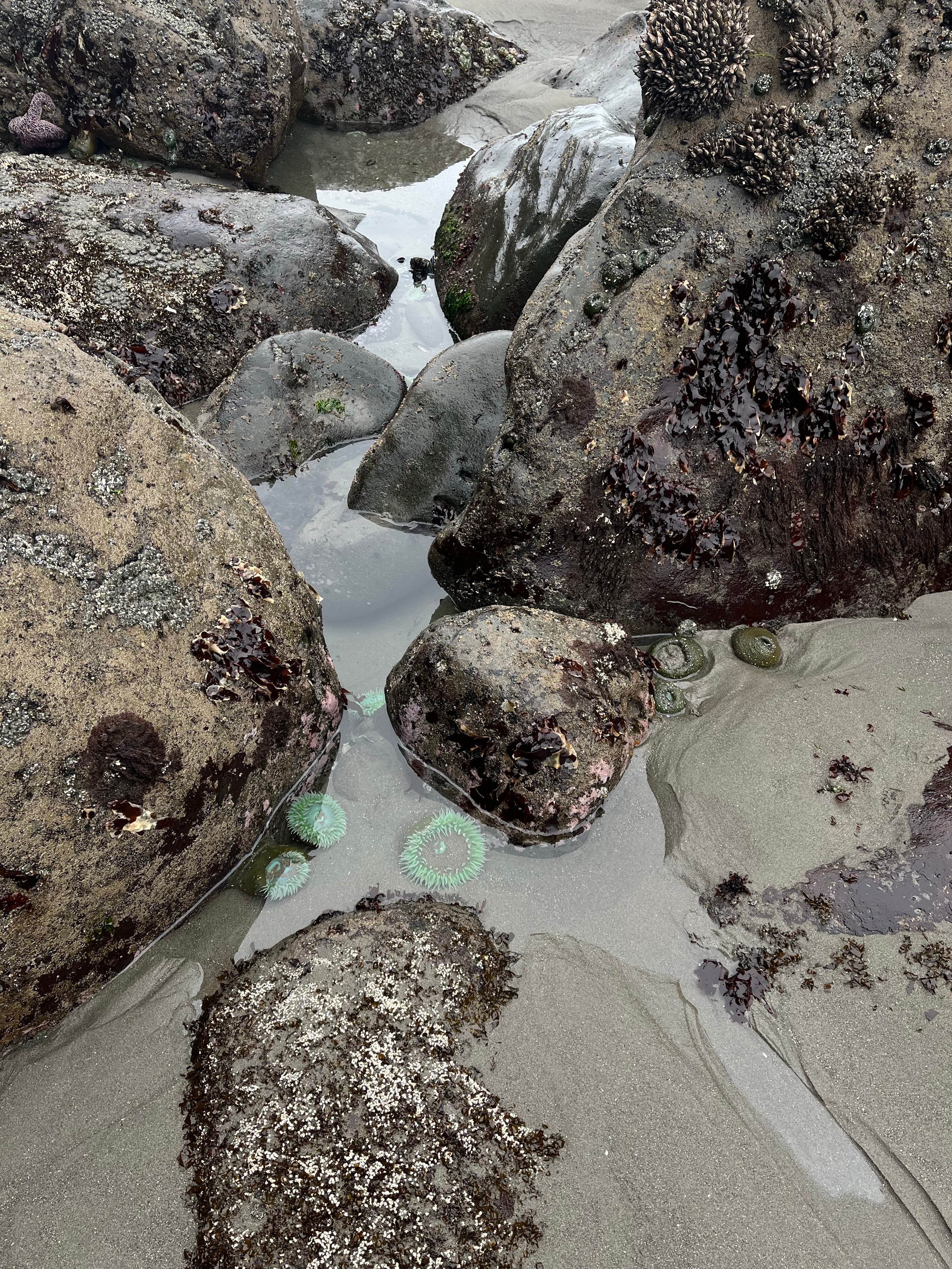 Camper-submitted photo at Second Beach — Olympic National Park near Forks, WA