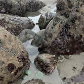 Review photo of Second Beach — Olympic National Park by Lyz F., June 18, 2026