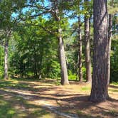 Review photo of Sedalia Campground (Sc) — Francis Marion And Sumter National Forests by Jane C., June 25, 2026