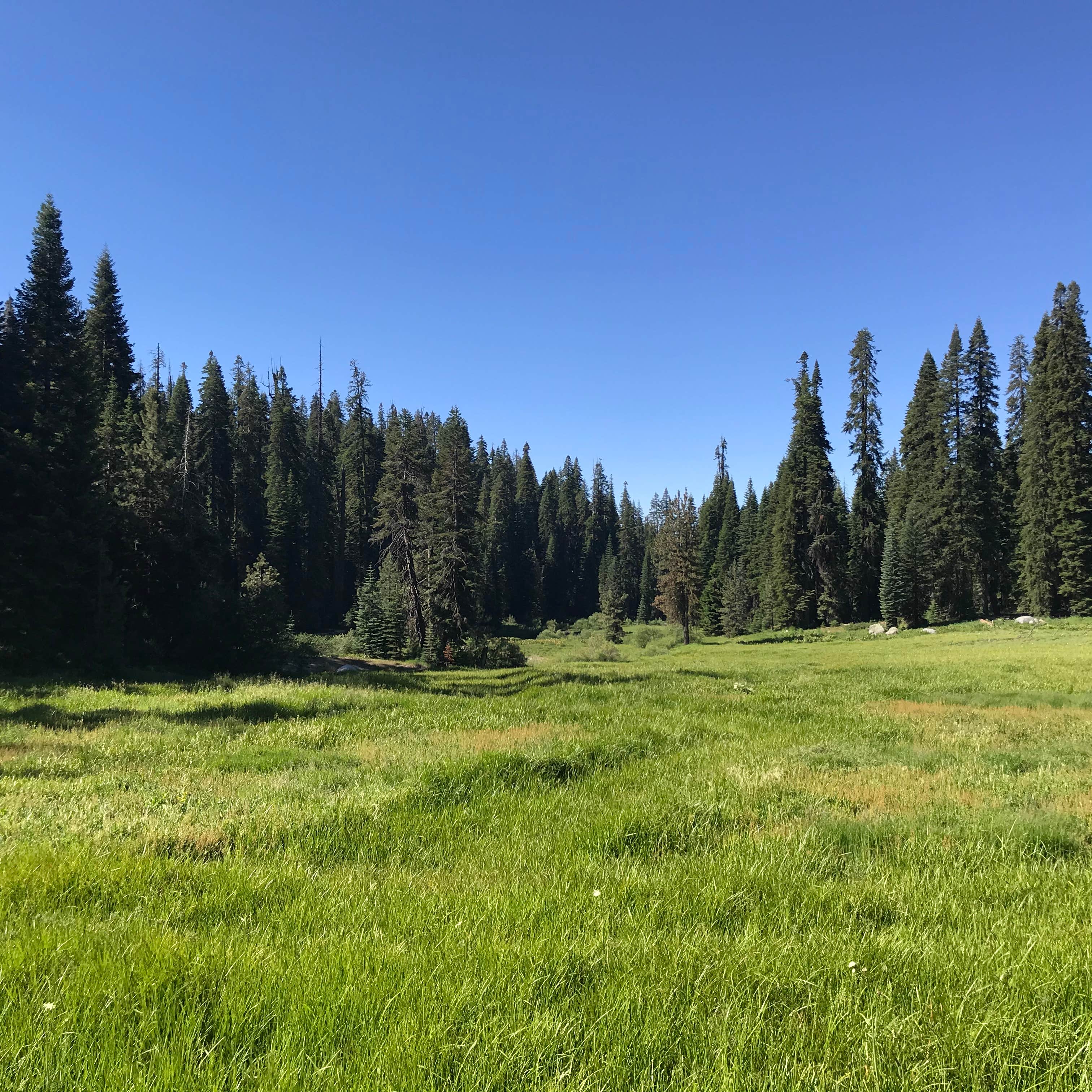 Camper-submitted photo at Sequoia and Kings Canyon National Park Lodgepole Campground near Three Rivers, CA