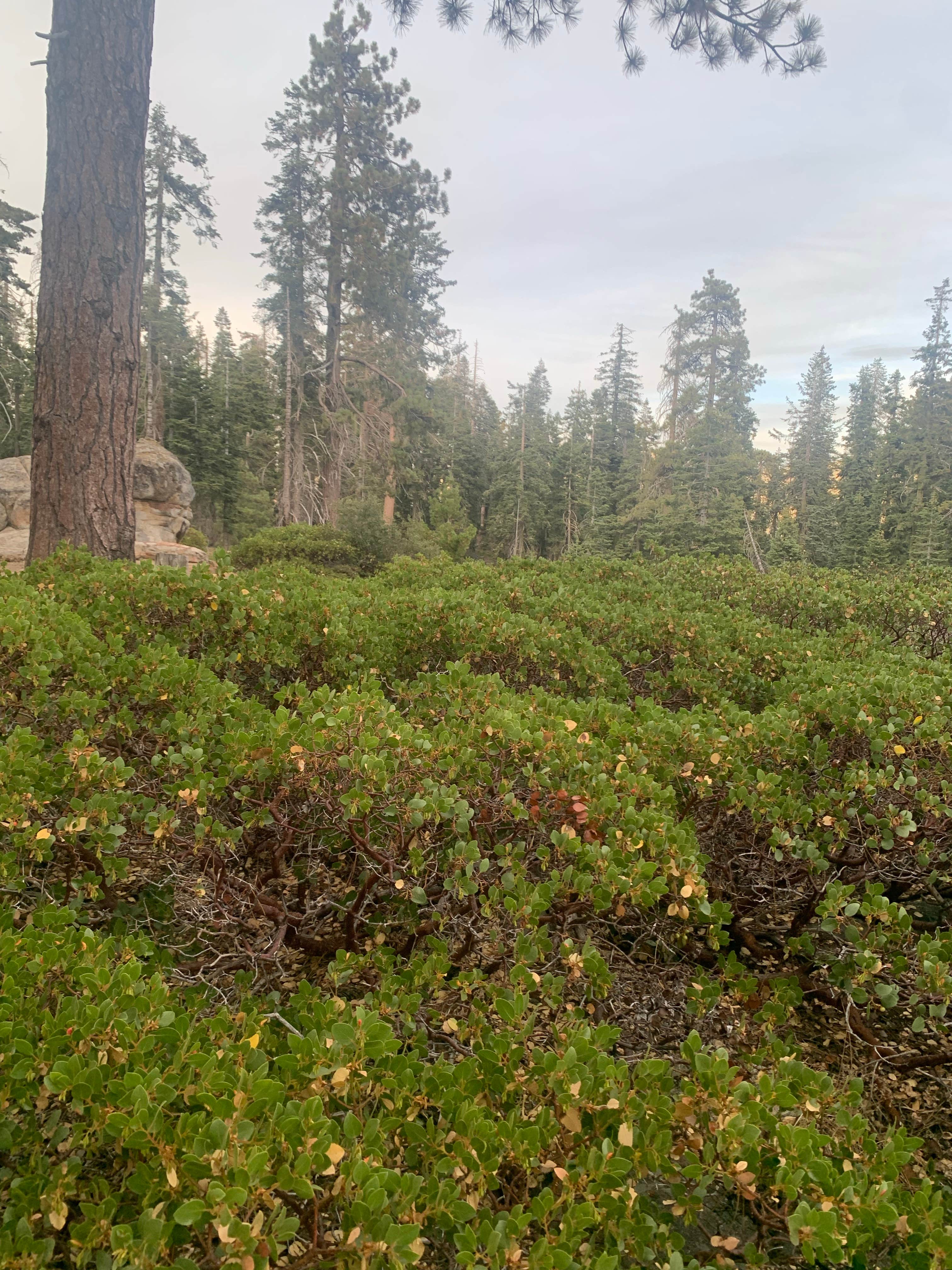 Camper-submitted photo at Sequoia Boondock near Sequoia and Kings Canyon National Parks