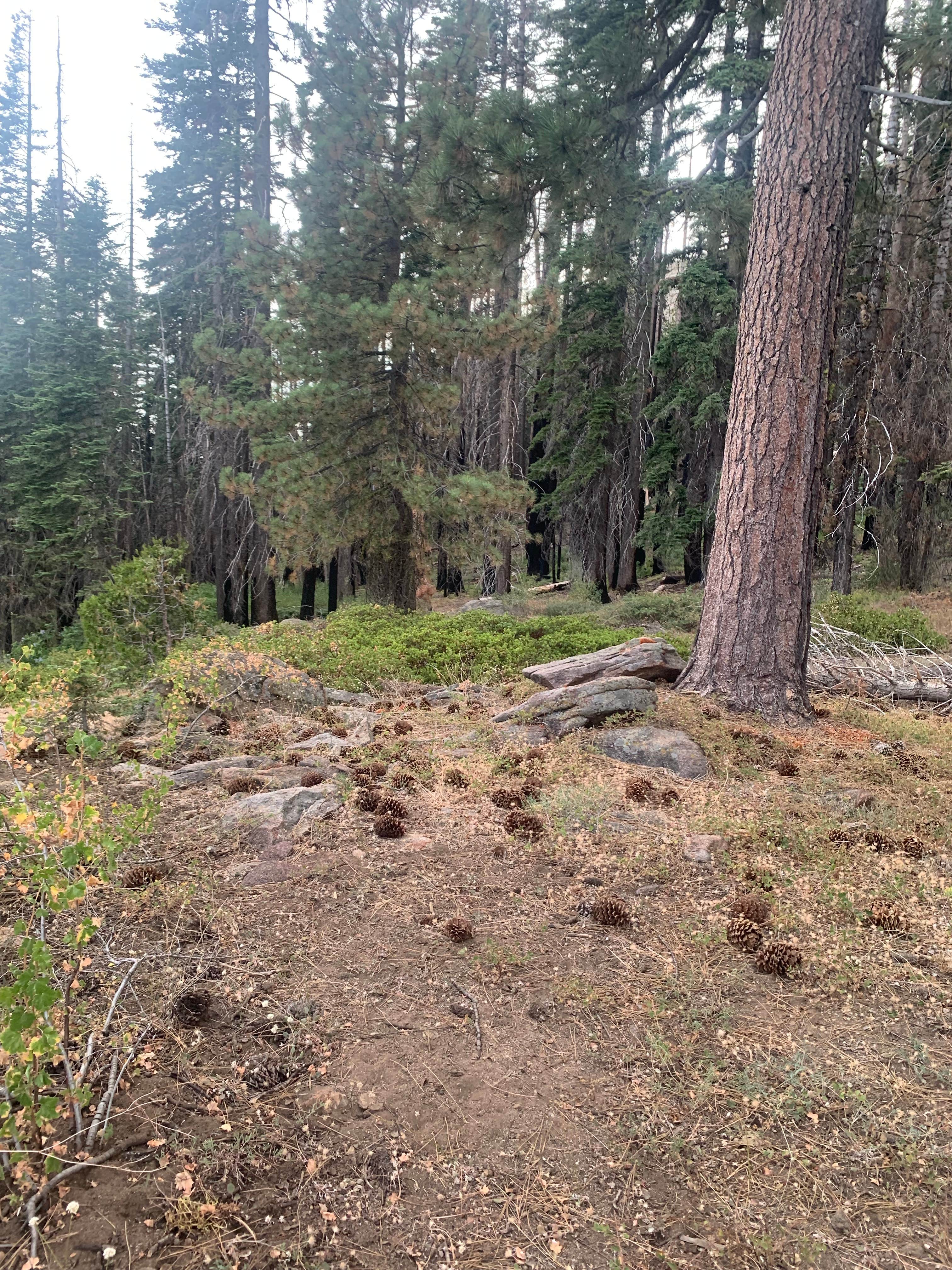 Camper-submitted photo at Sequoia Boondock near Sequoia and Kings Canyon National Parks