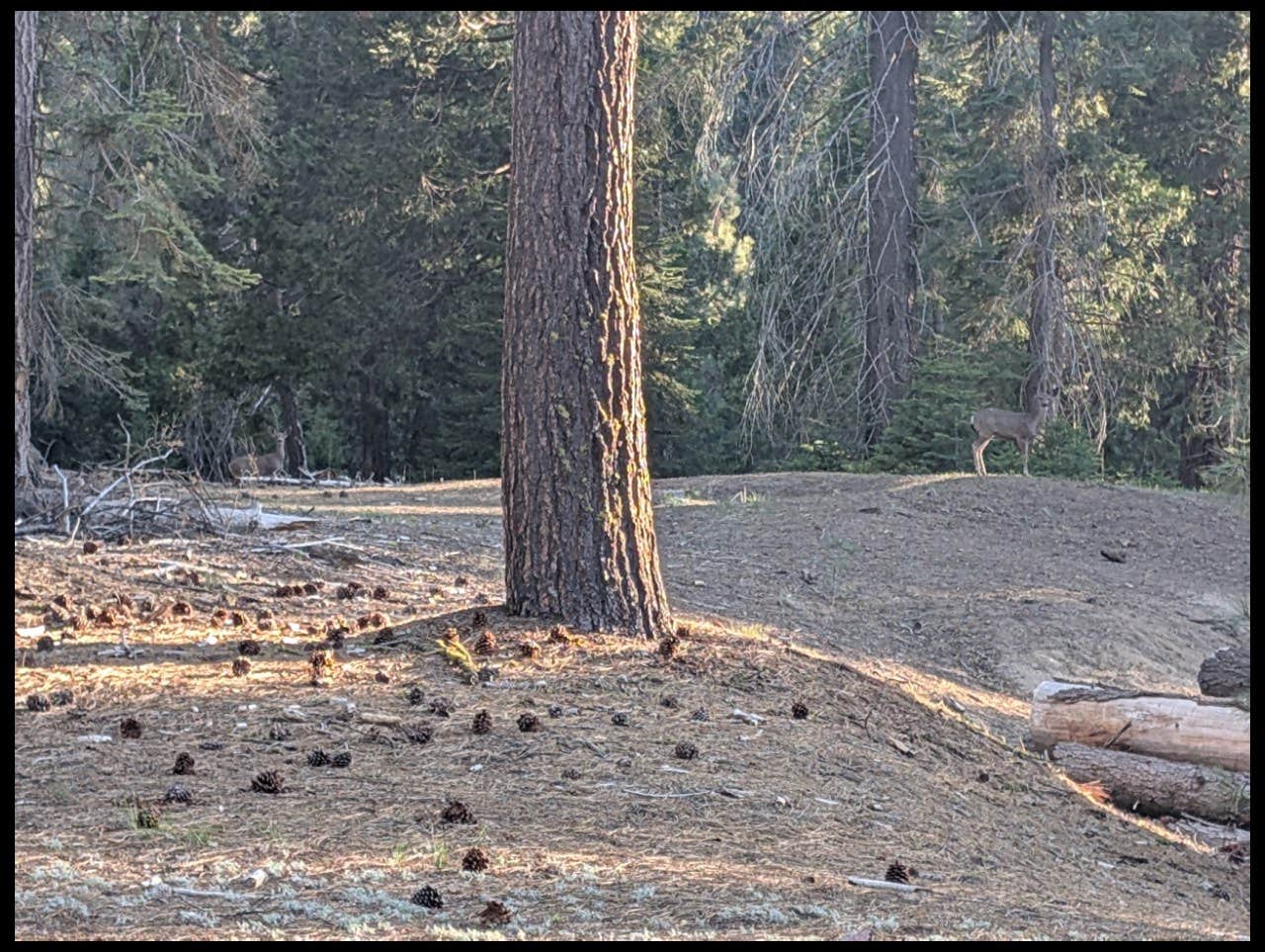 Camper-submitted photo at Sequoia National Forest 13S08 Site near Sequoia and Kings Canyon National Parks