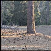 Review photo of Sequoia National Forest 13S08 Site by David G., June 2, 2025