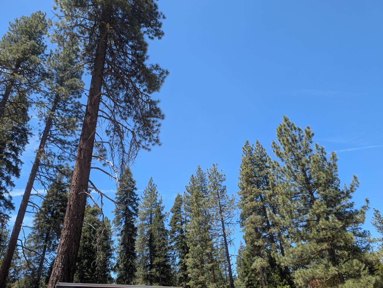 Camper-submitted photo at Sequoia National Forest 13S08 Site near Sequoia and Kings Canyon National Parks