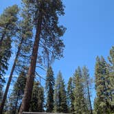Review photo of Sequoia National Forest 13S08 Site by David G., June 2, 2025