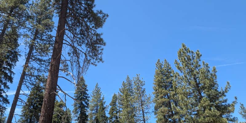 Camper submitted image from Sequoia National Forest 13S08 Site