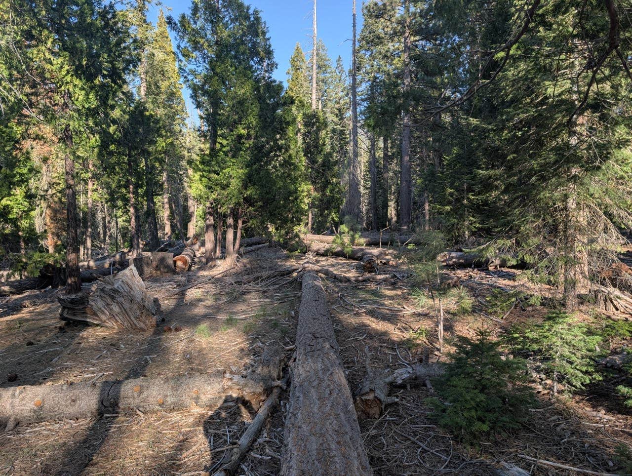 Camper-submitted photo at Sequoia National Forest 13S08 Site near Sequoia and Kings Canyon National Parks