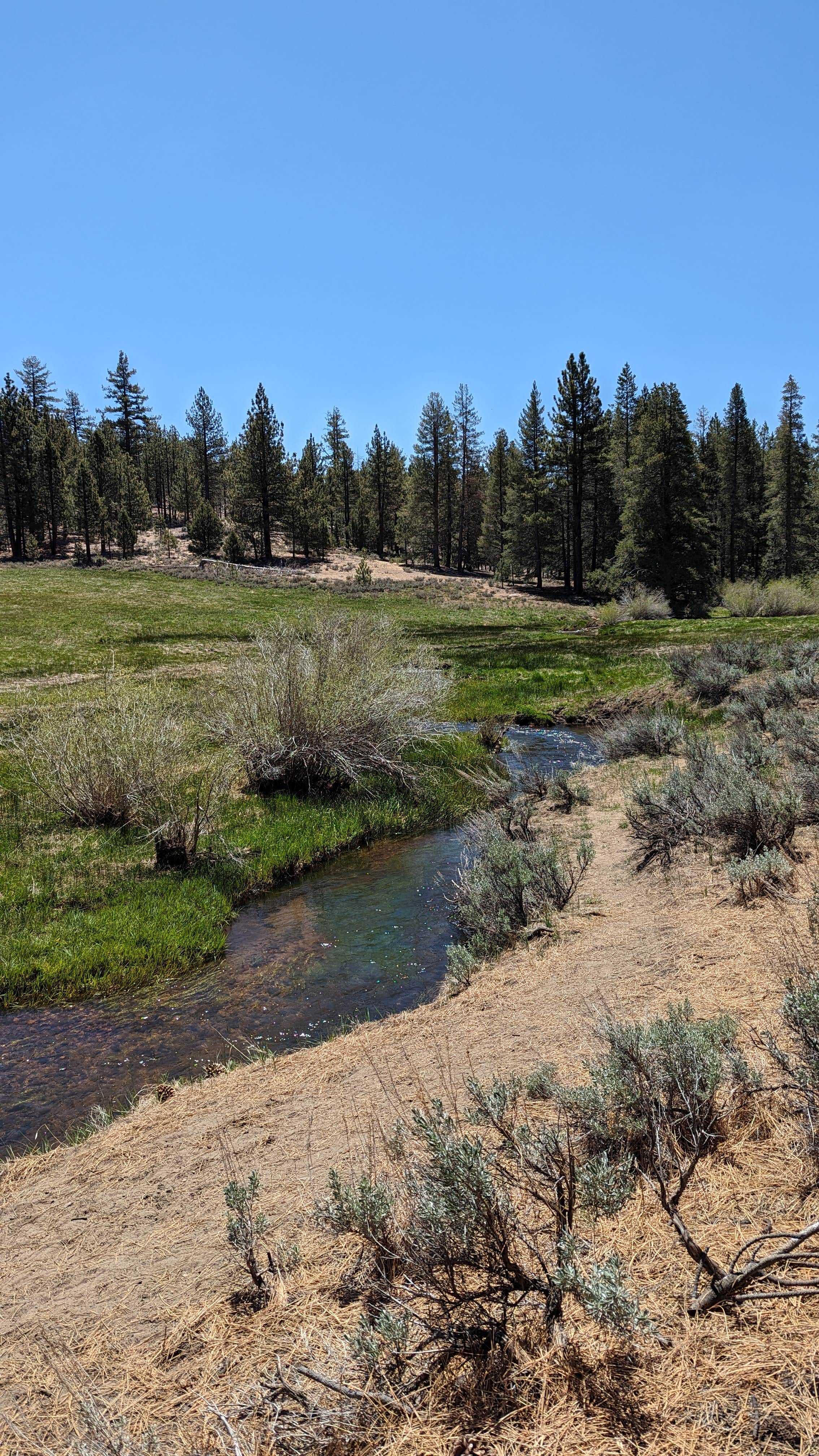 Camper-submitted photo at Sequoia National Forest Fish Creek Campground near Little Lake, CA