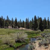 Review photo of Sequoia National Forest Fish Creek Campground by Nicholas G., June 13, 2024