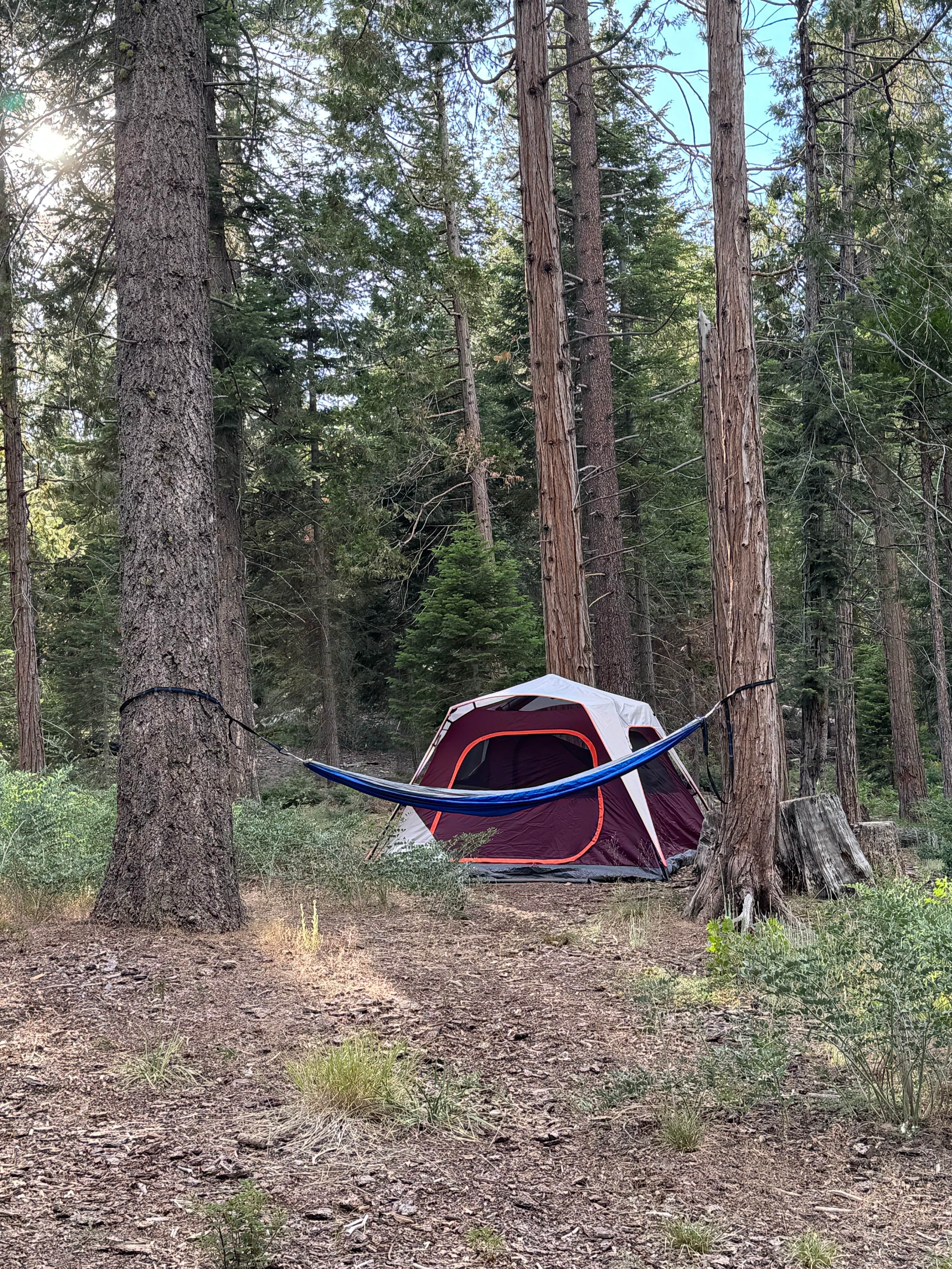 Camper submitted image from Sequoia National Forest Princess Campground - 1