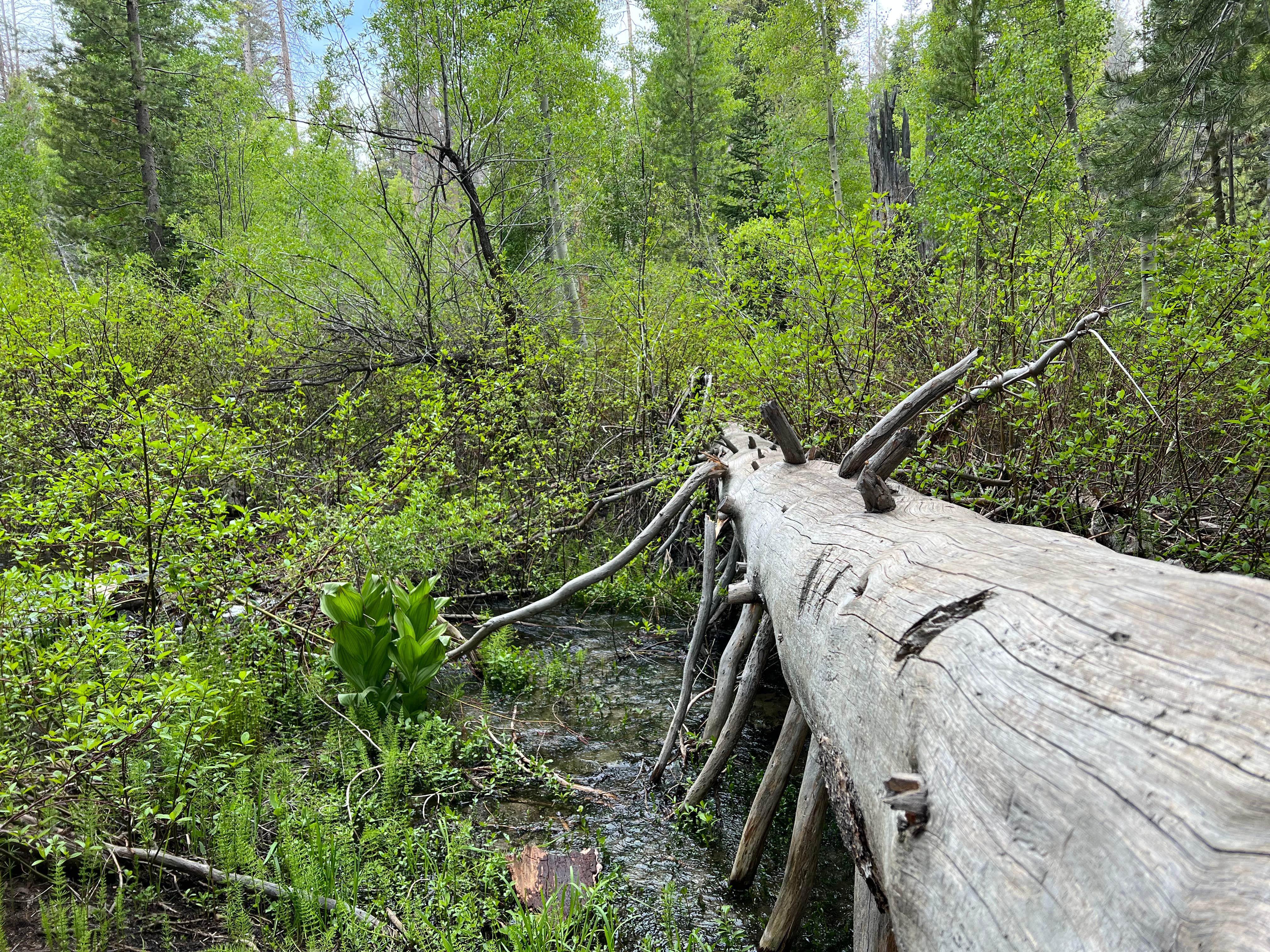 Camper-submitted photo at Sequoia National Forest Upper Peppermint Dispersed Area near Springville, CA