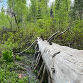 Review photo of Sequoia National Forest Upper Peppermint Dispersed Area by Robert  S., April 11, 2024